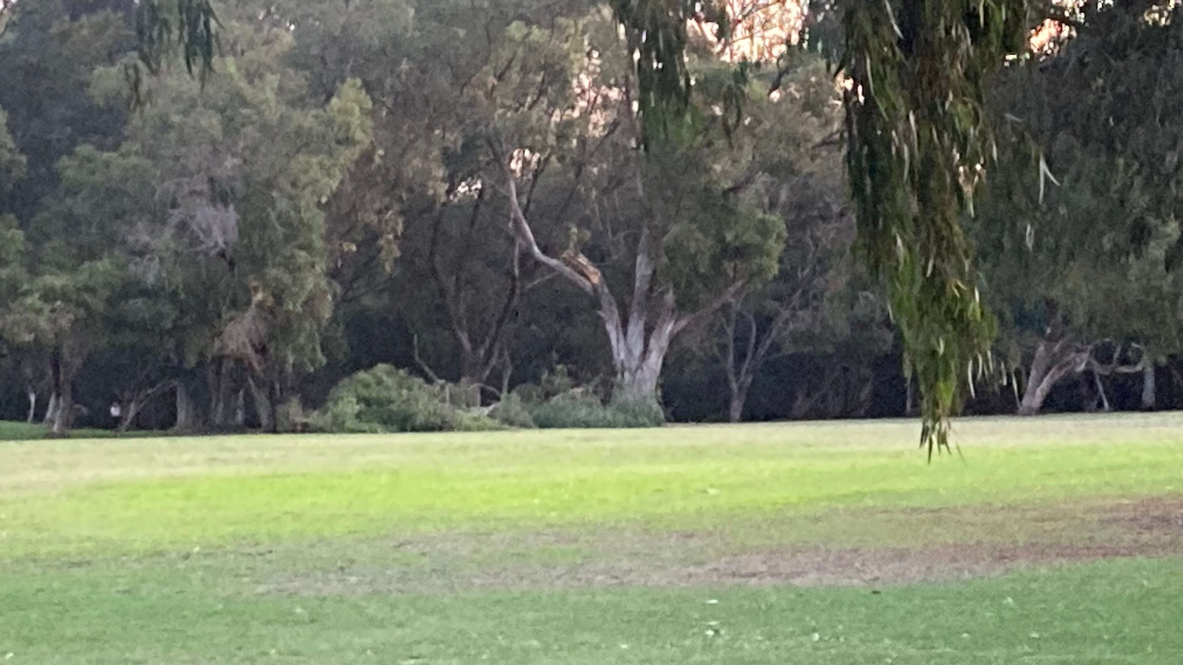 Fallen Tree