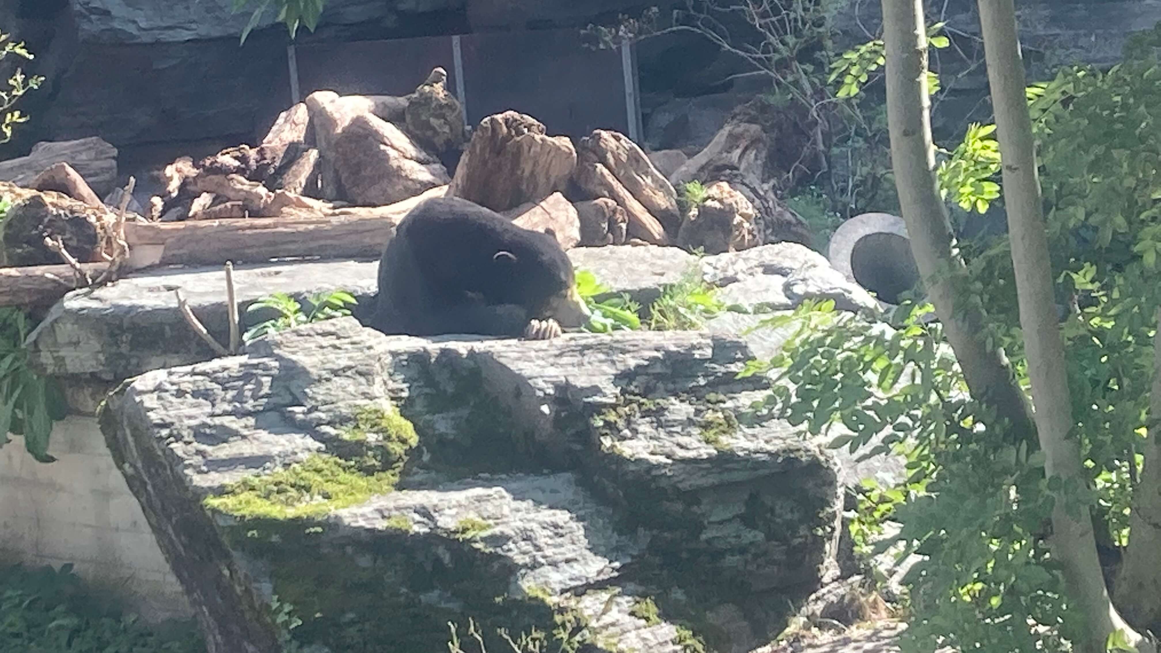 A Sun Bear