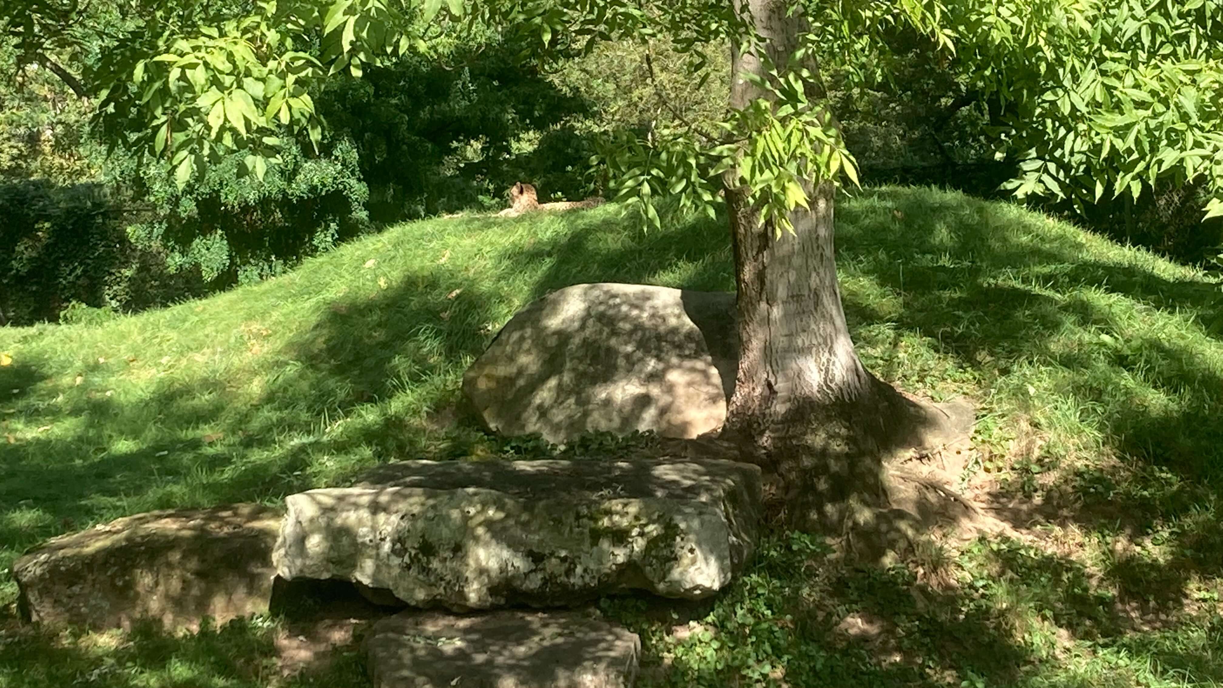 A Cheetah