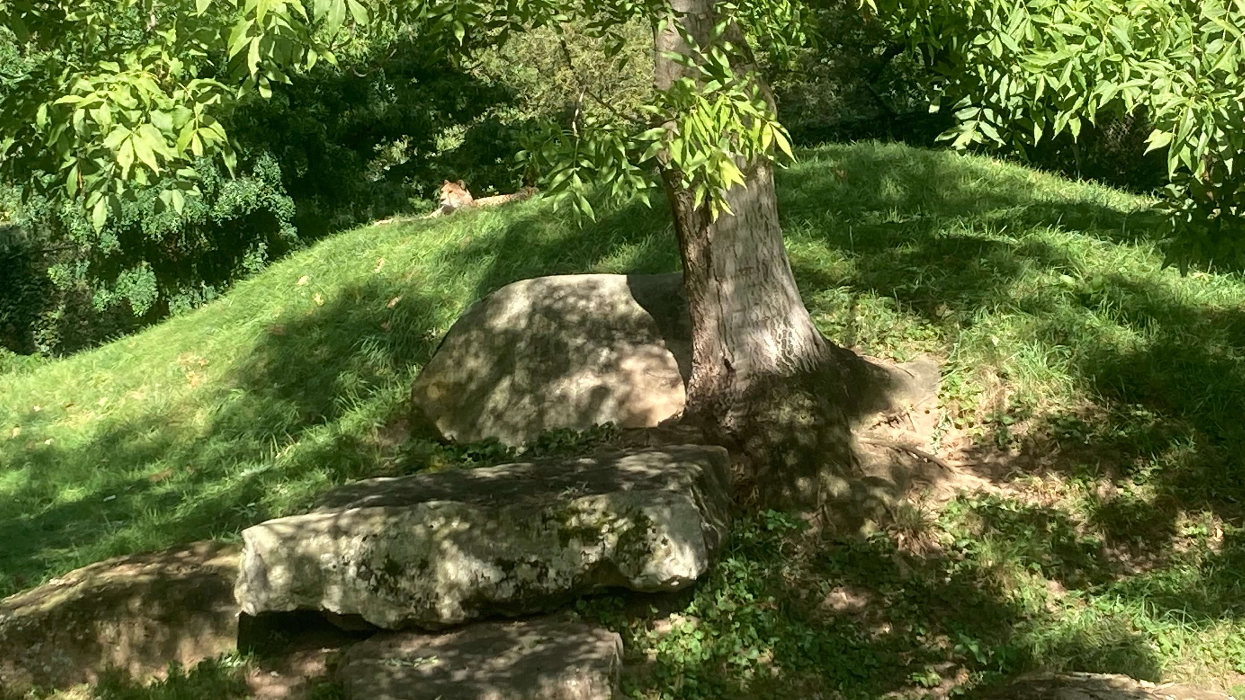 A Cheetah