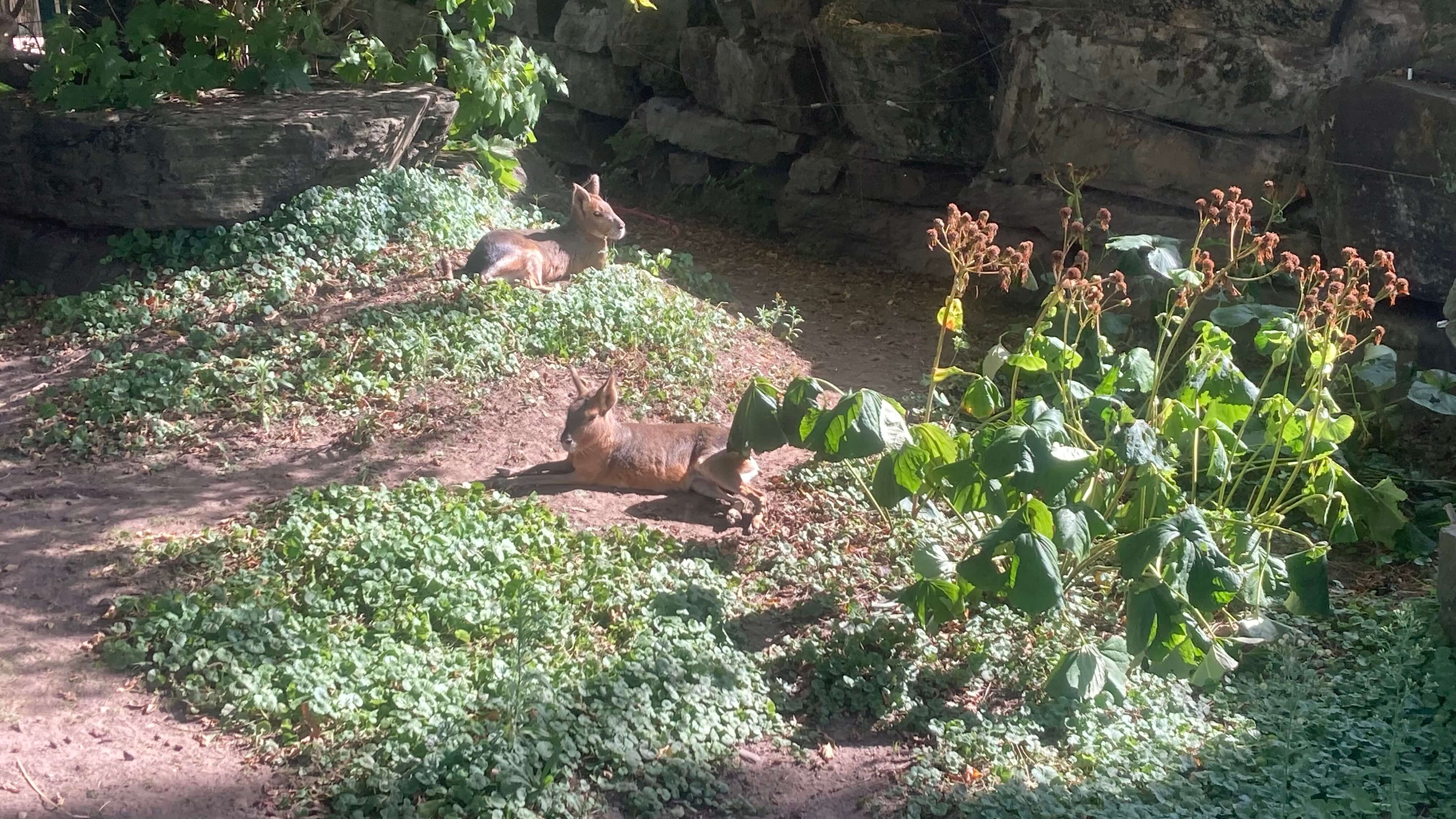 Patagonian Maras