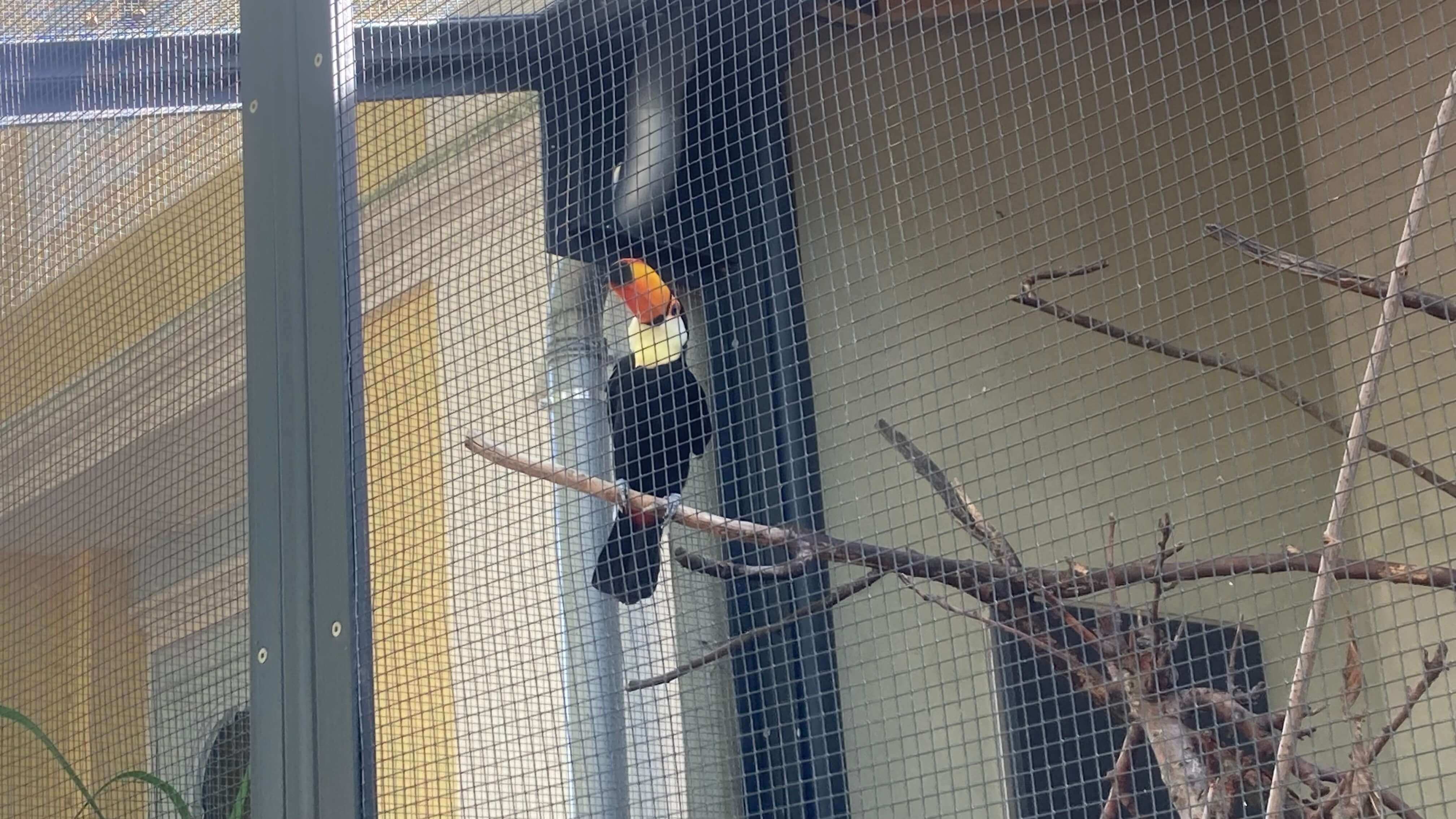 A Toucan
