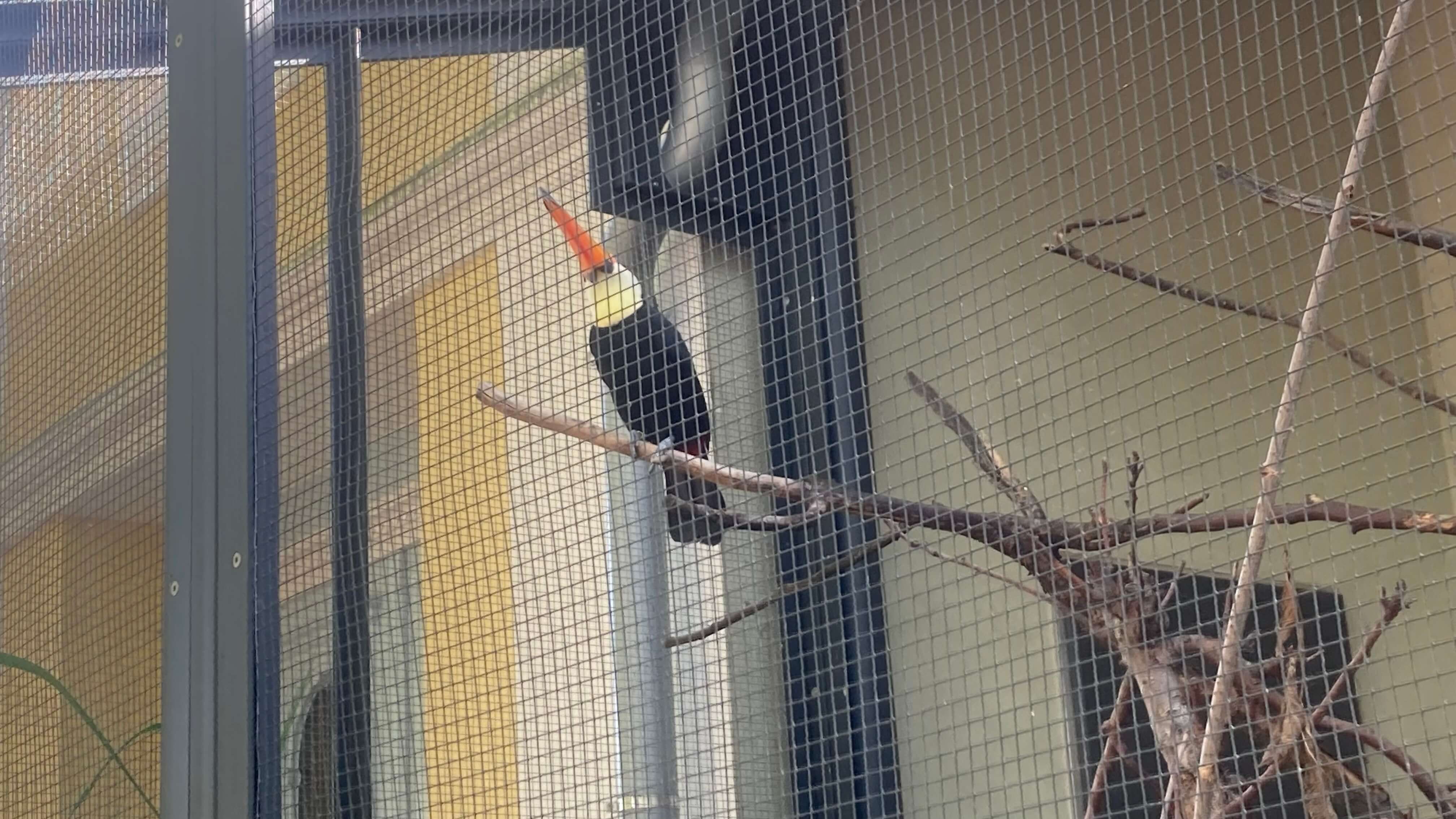 A Toucan