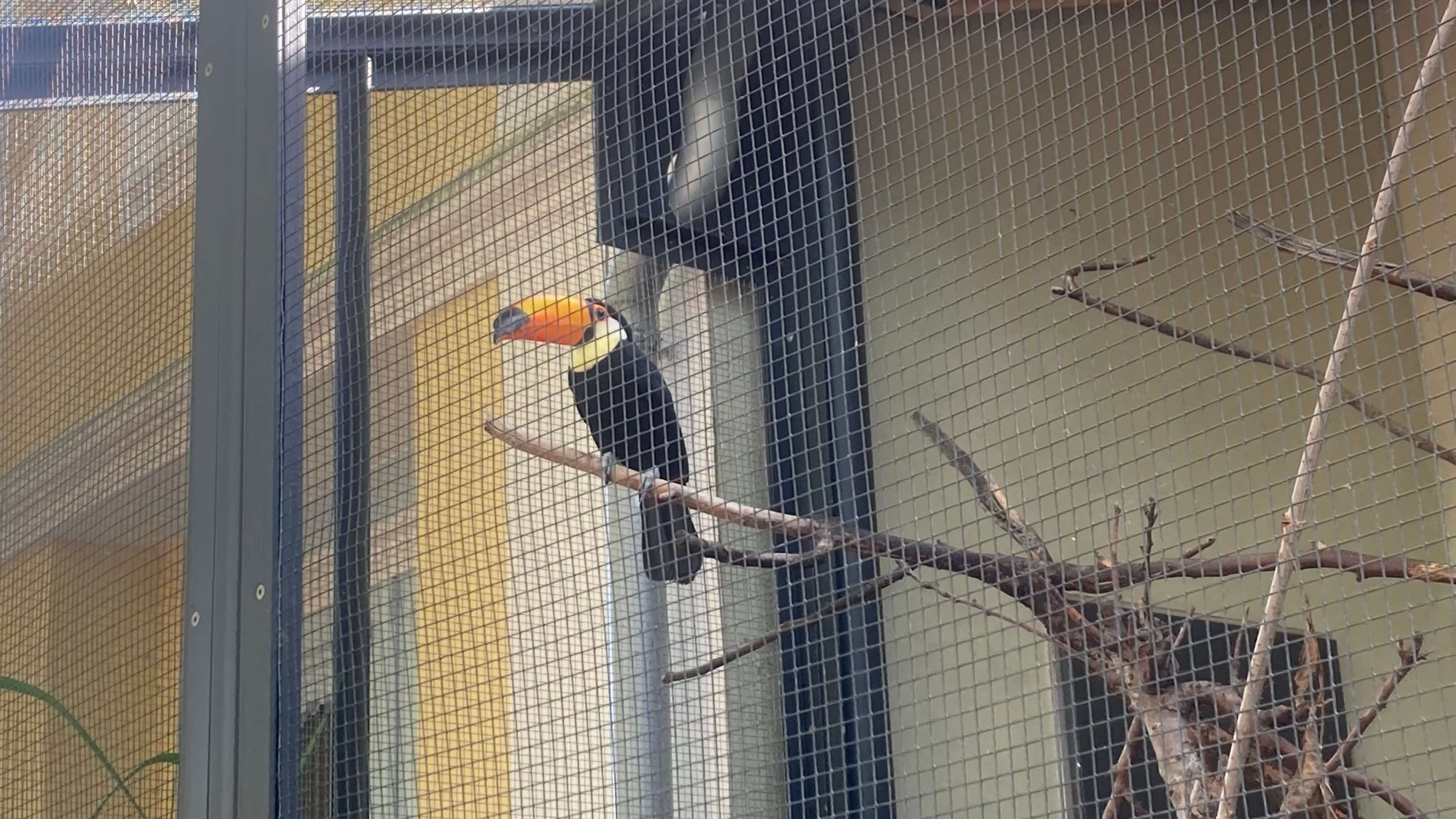 A Toucan