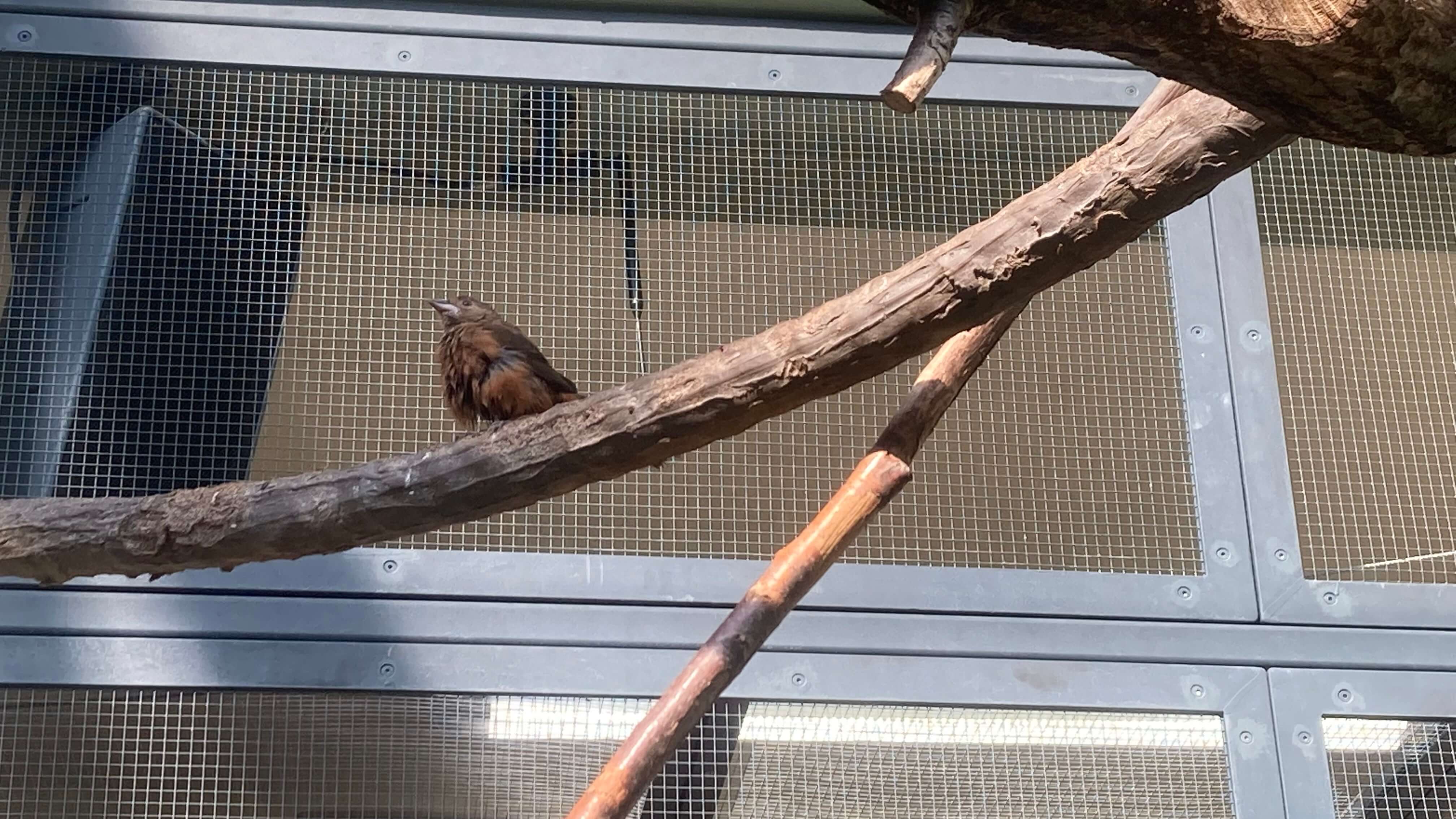 A Bird