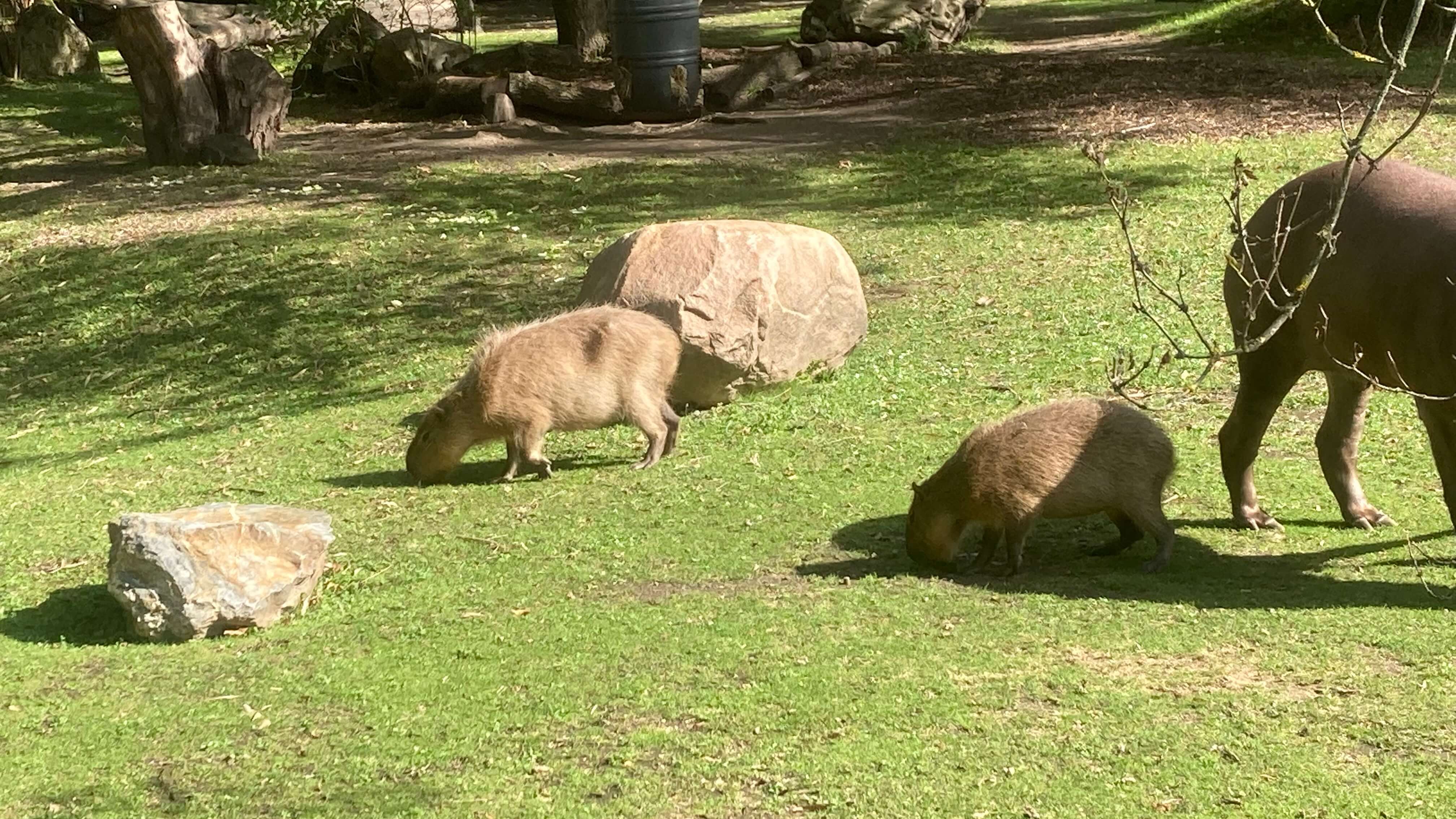 Capybaras