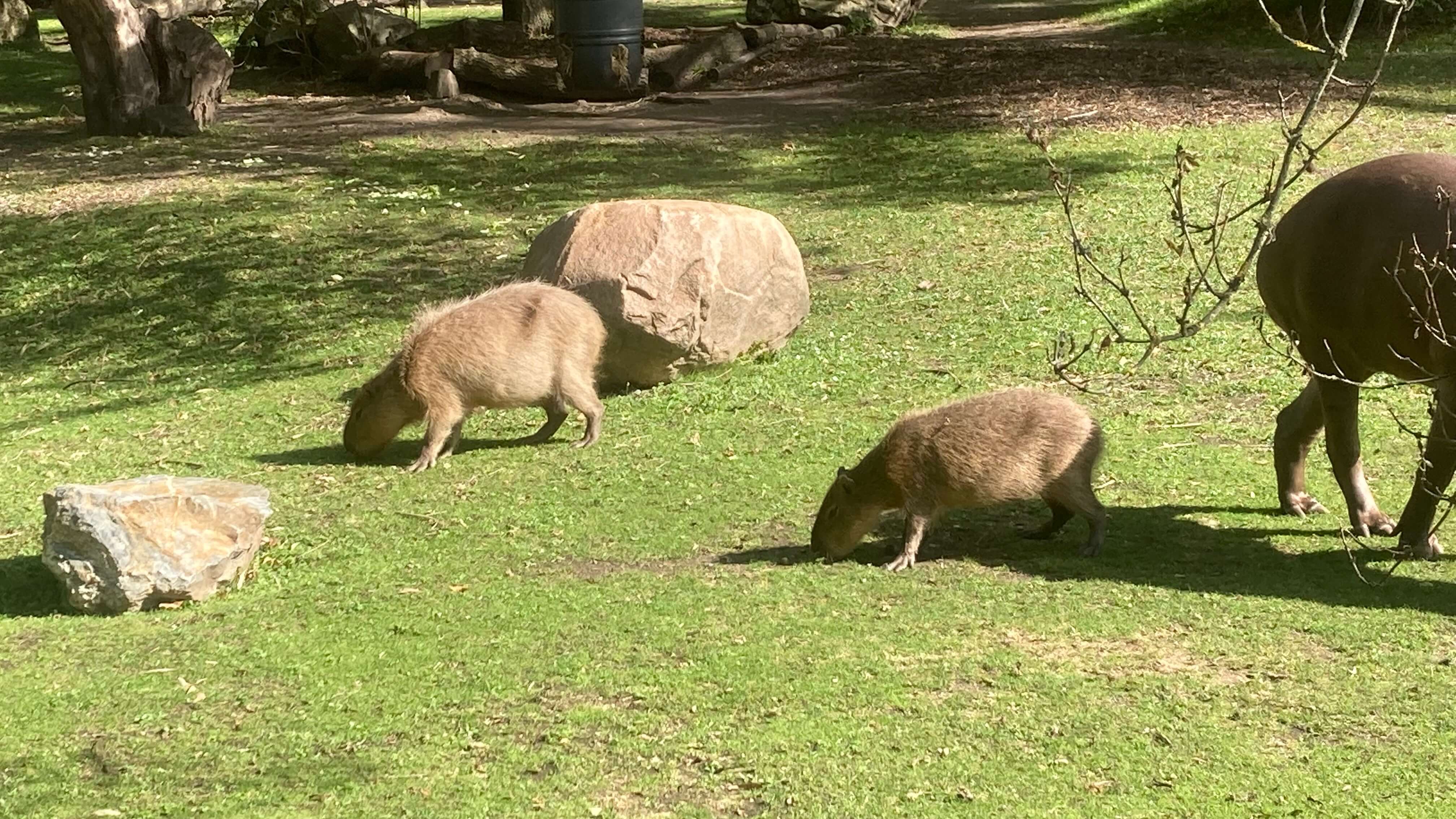 Capybaras