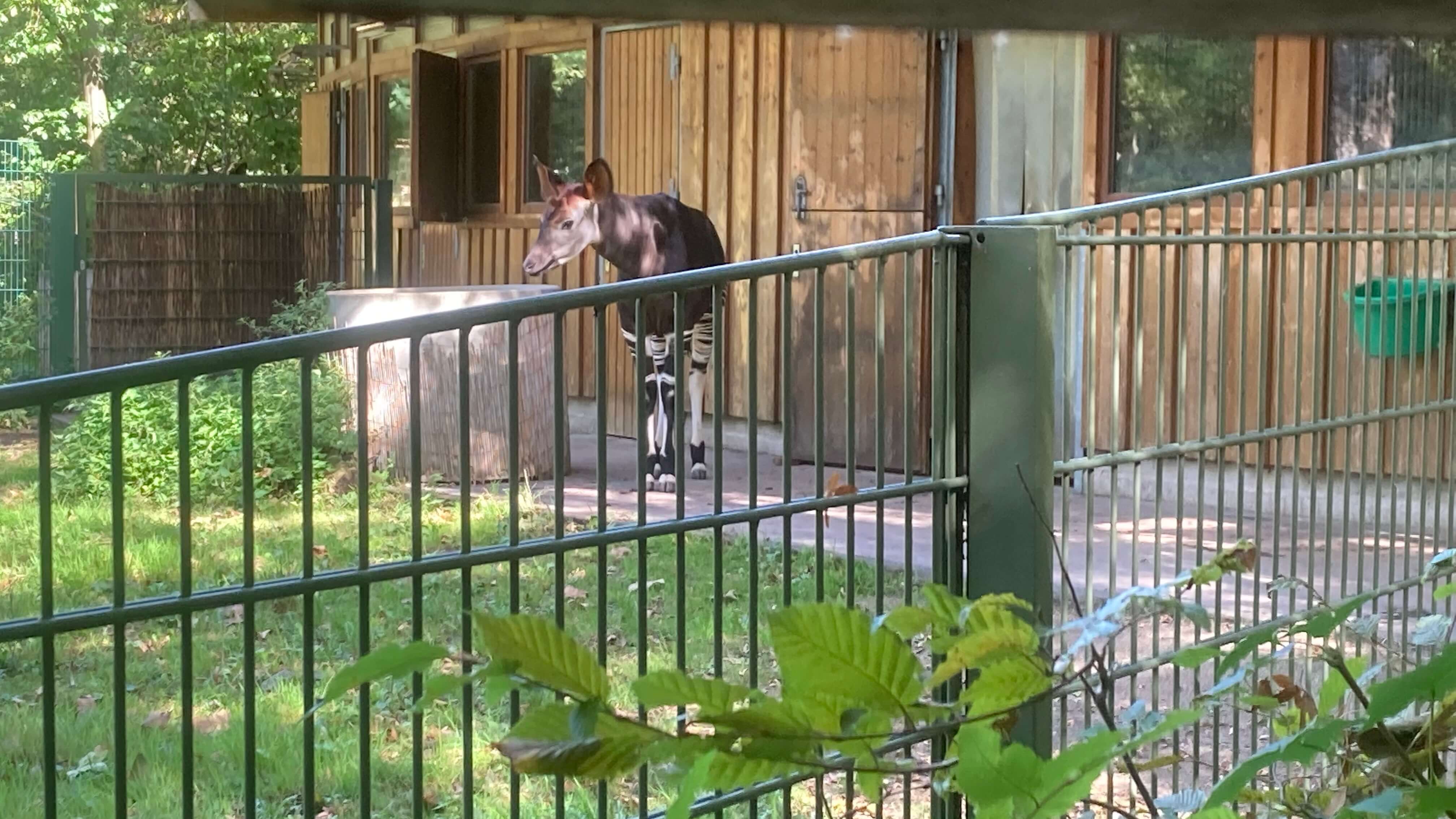 Okapi