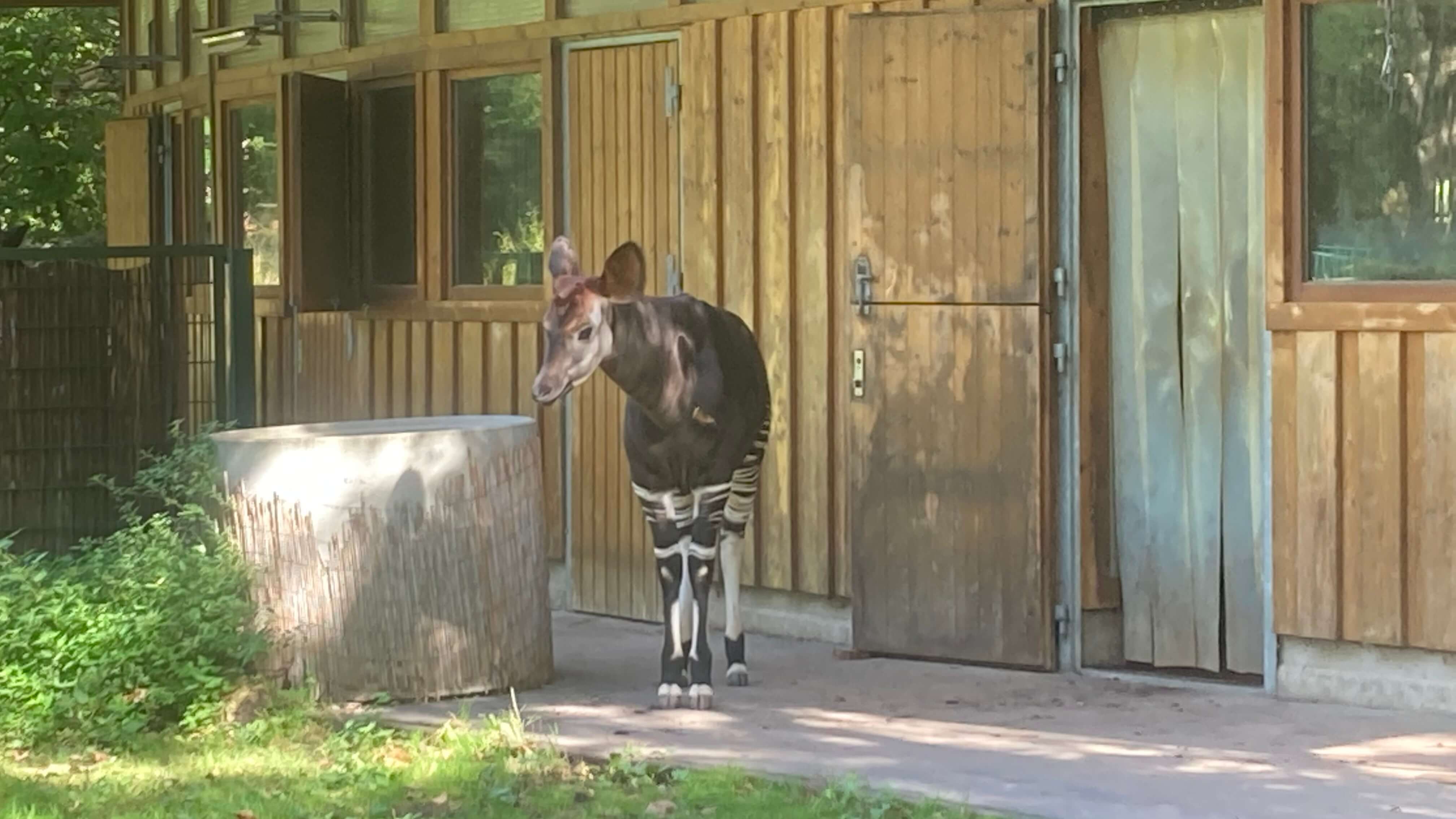 Okapi