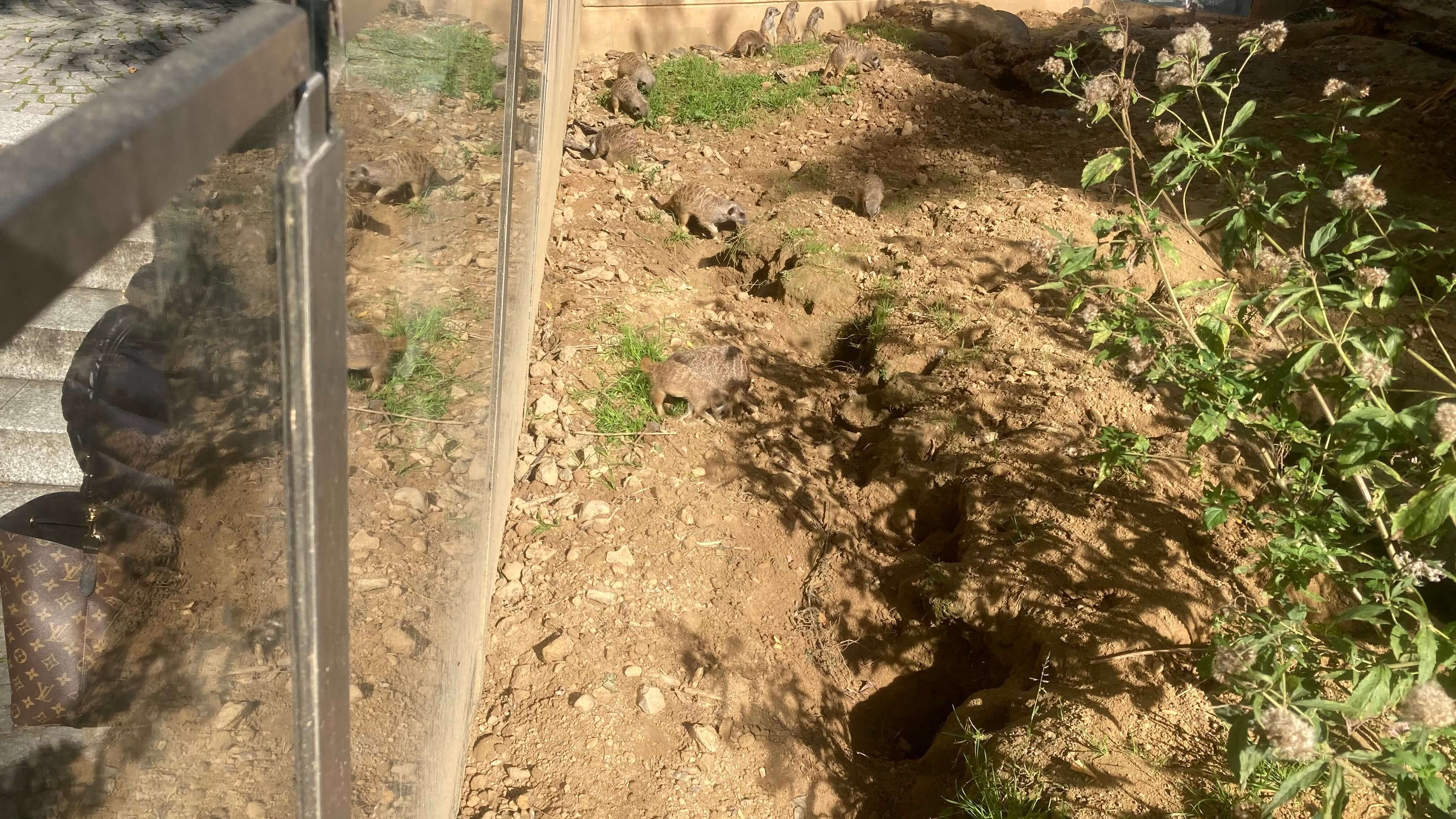 Meerkats