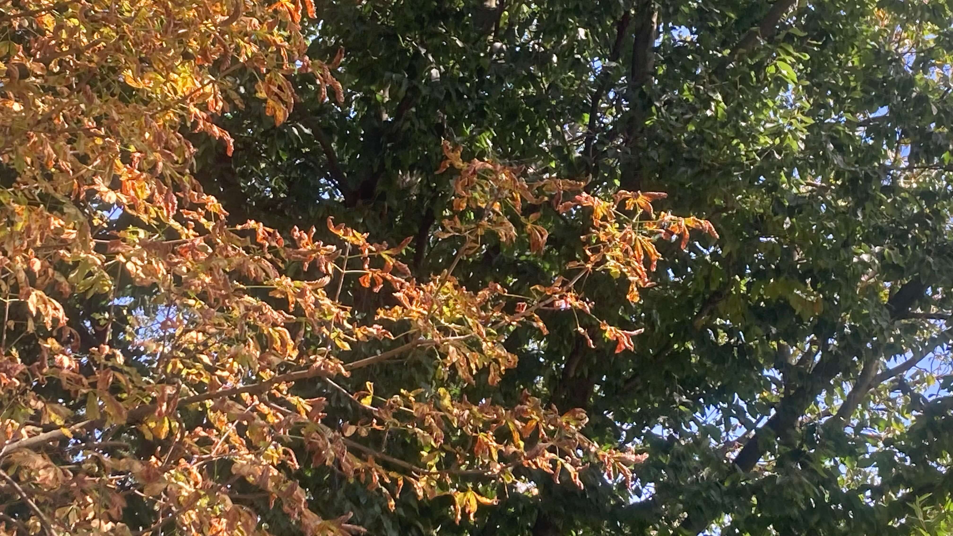 Foliage