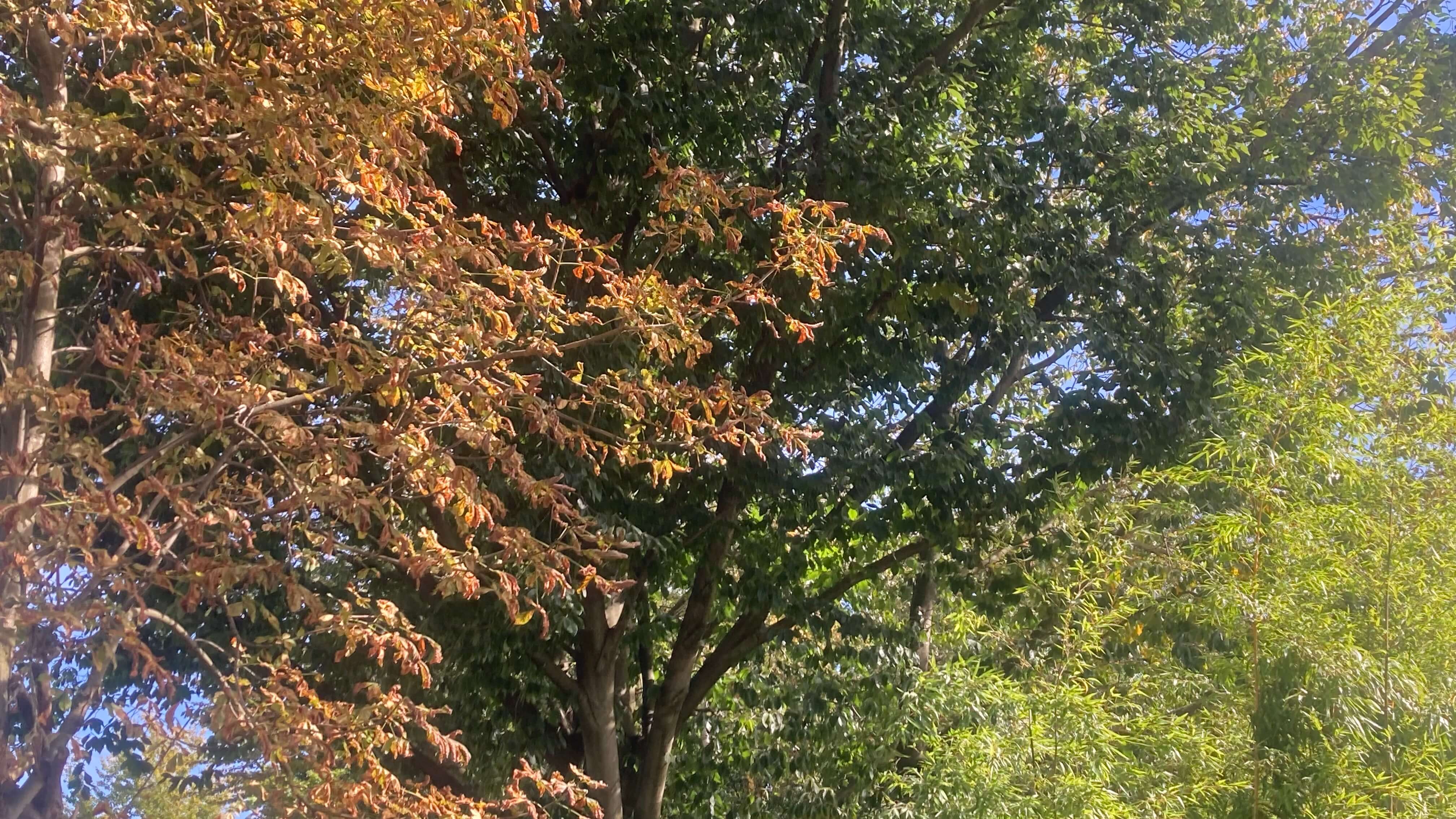 Foliage