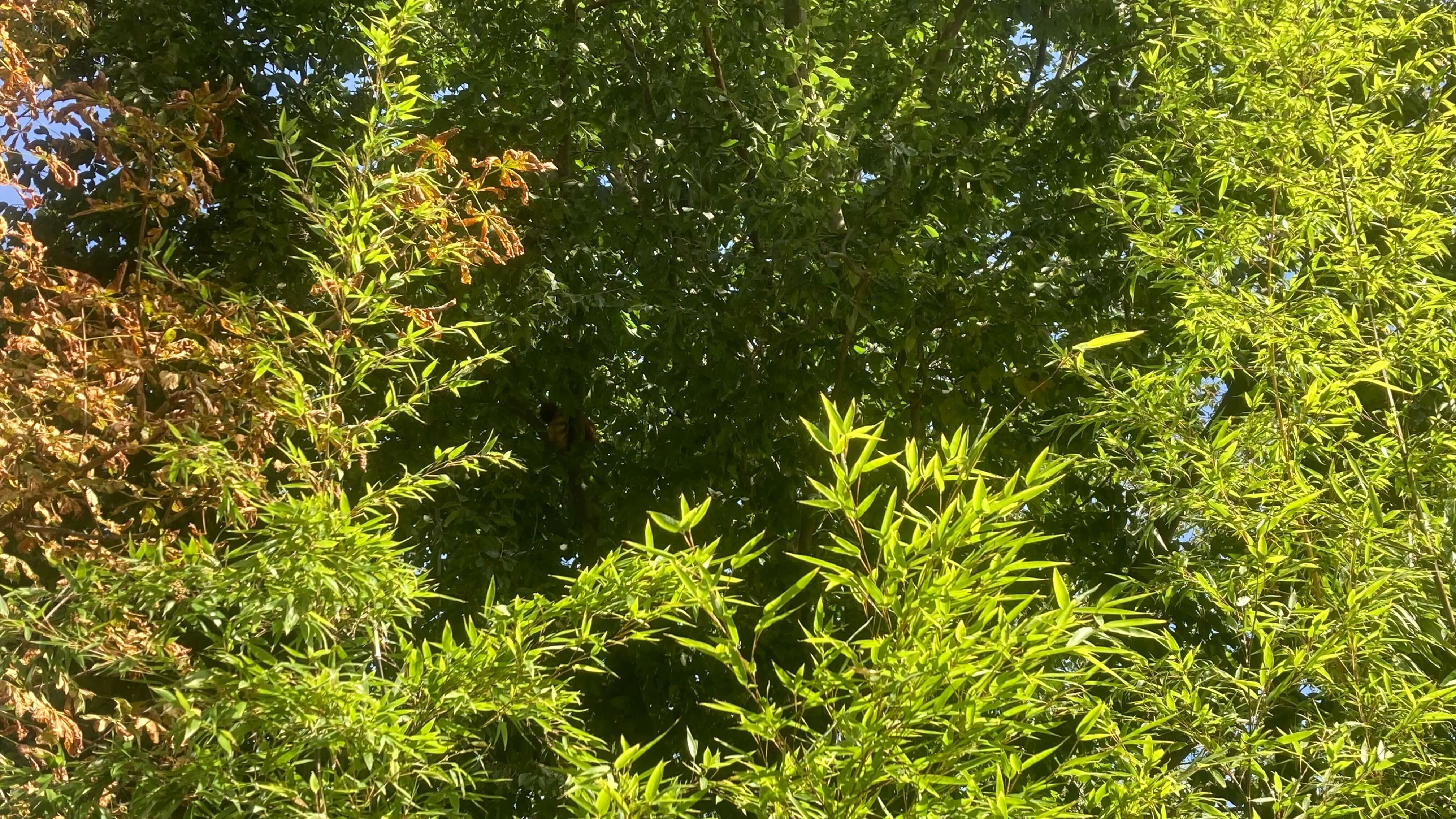 Foliage
