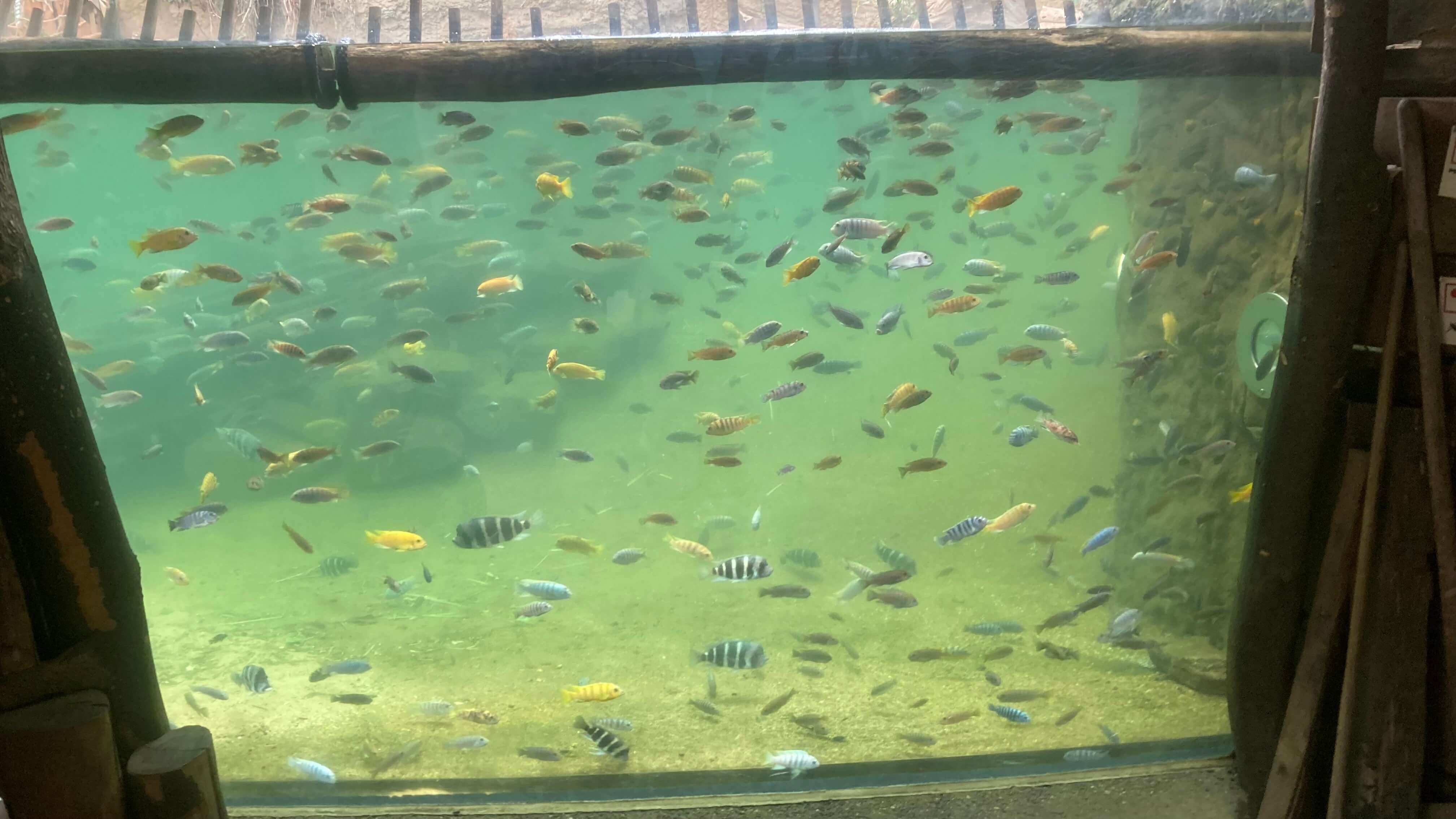 Fish