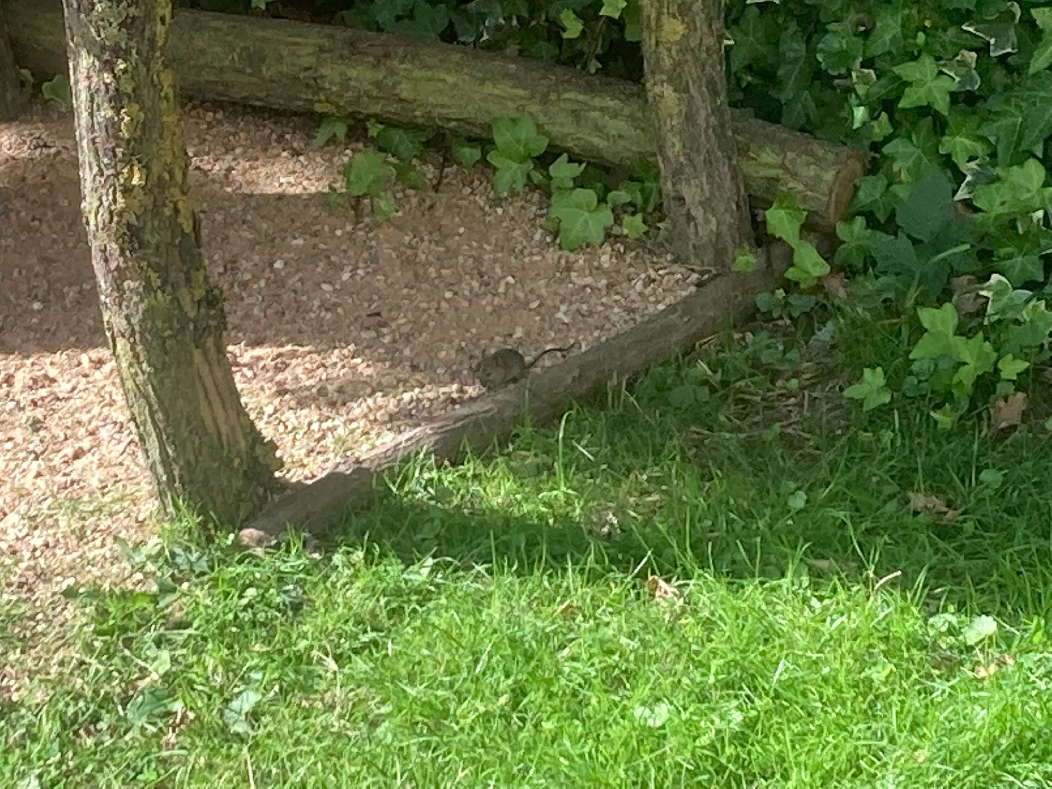 A Rodent