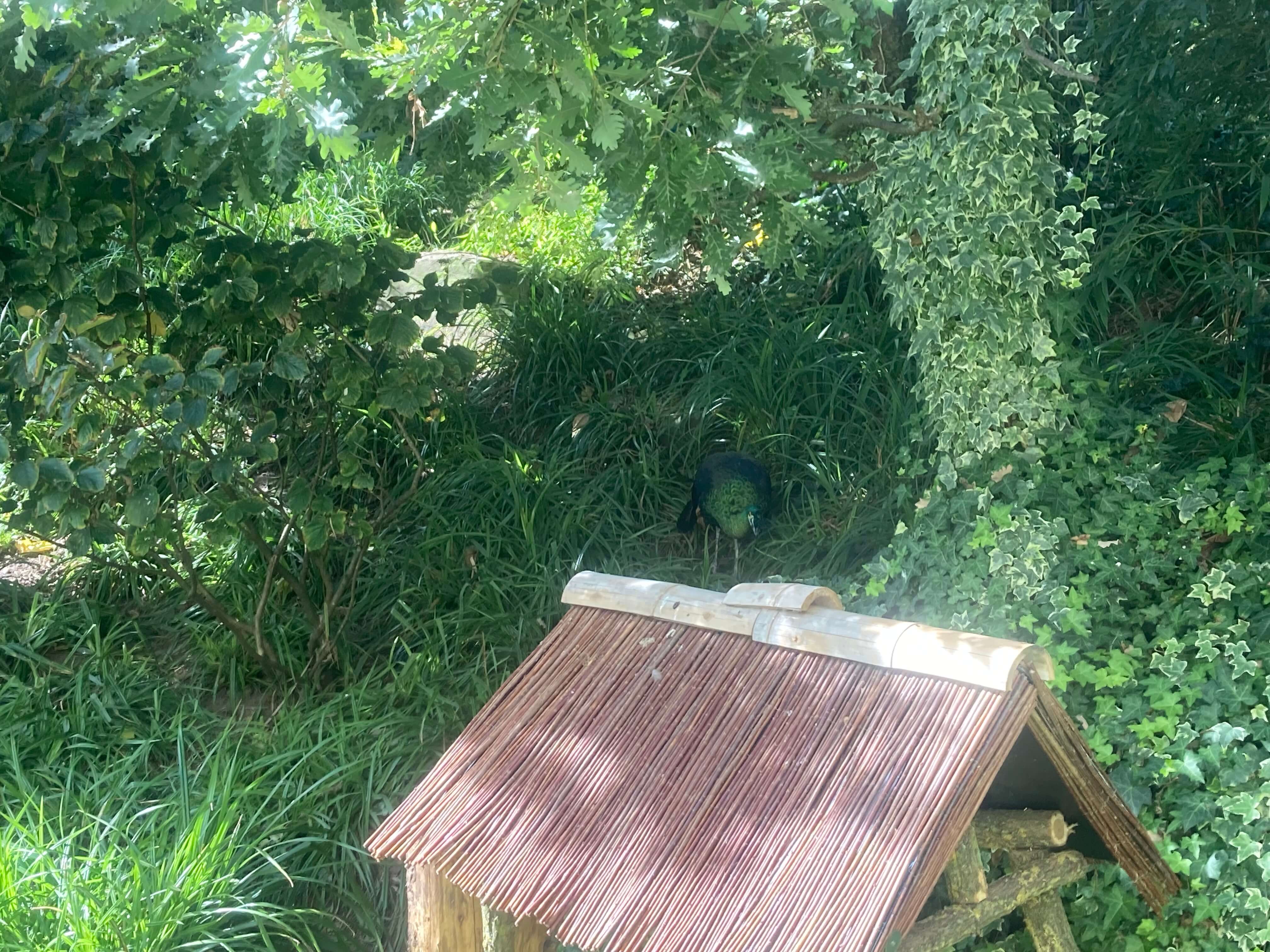 Peacock