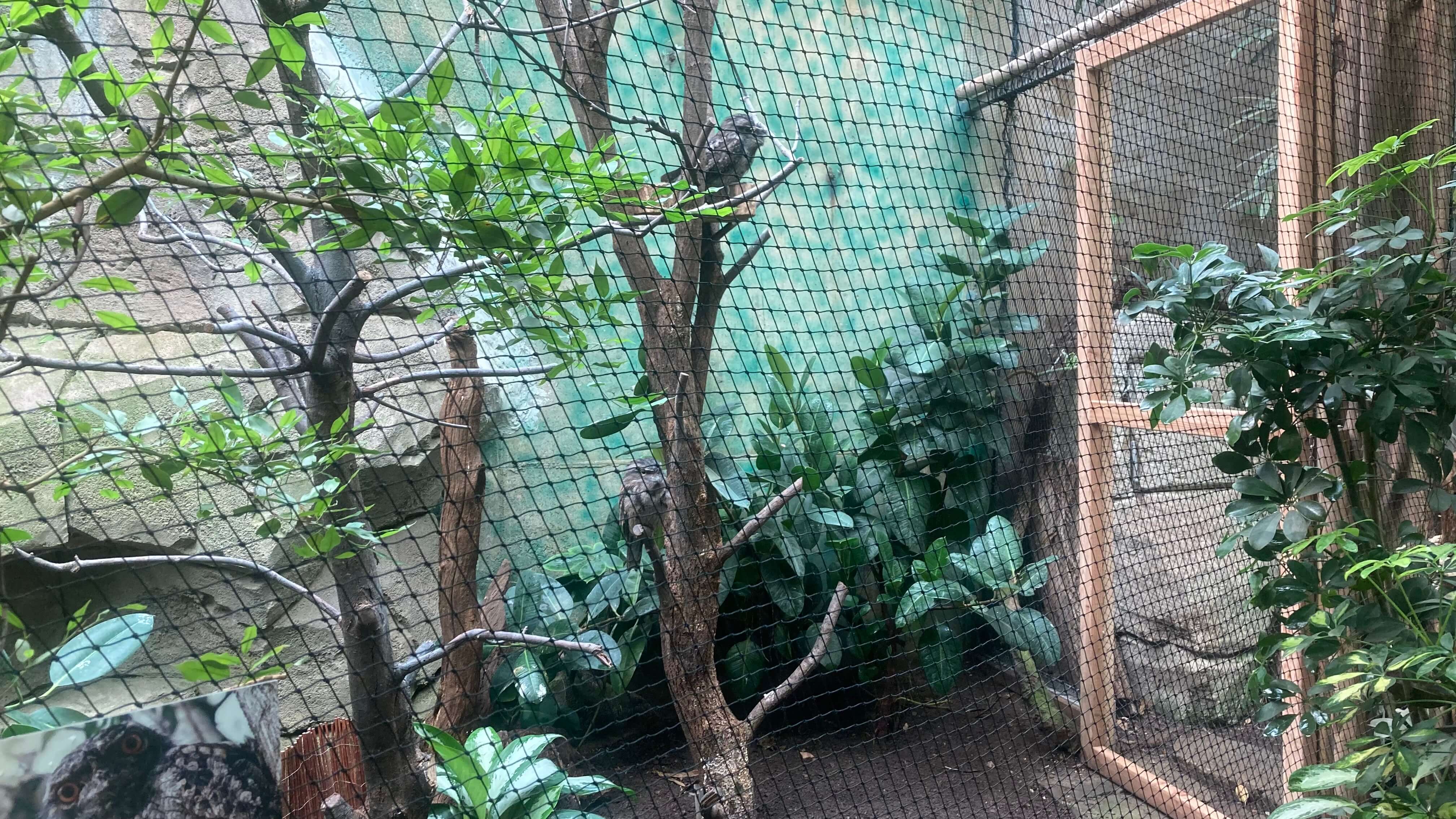 A Bird