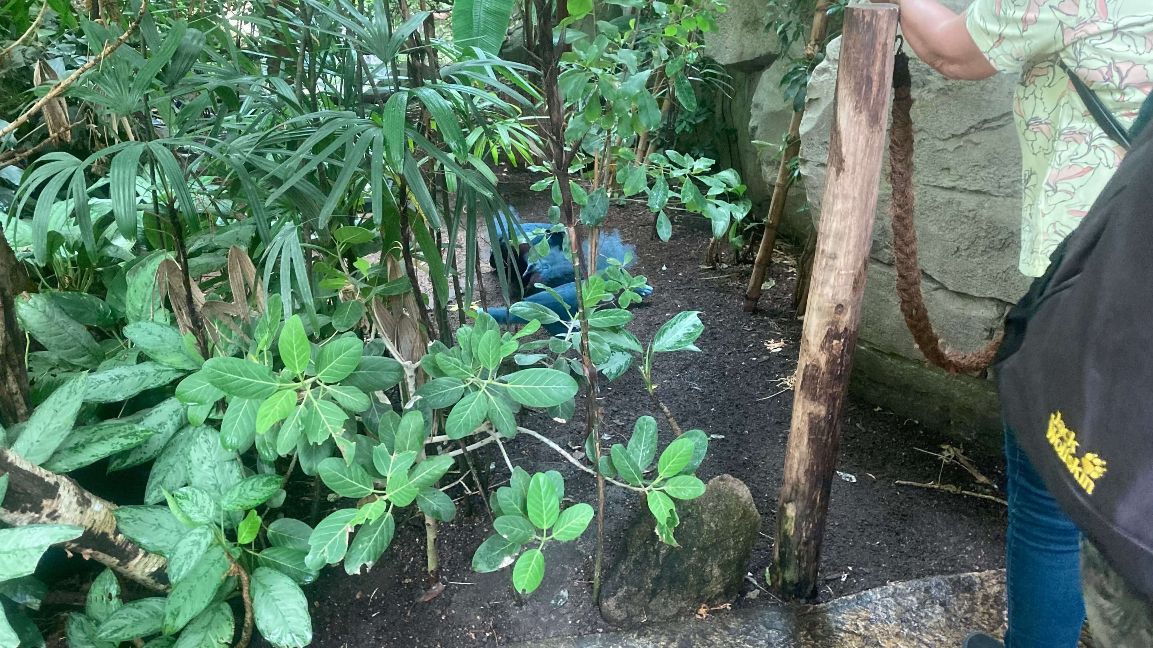 Peacocks