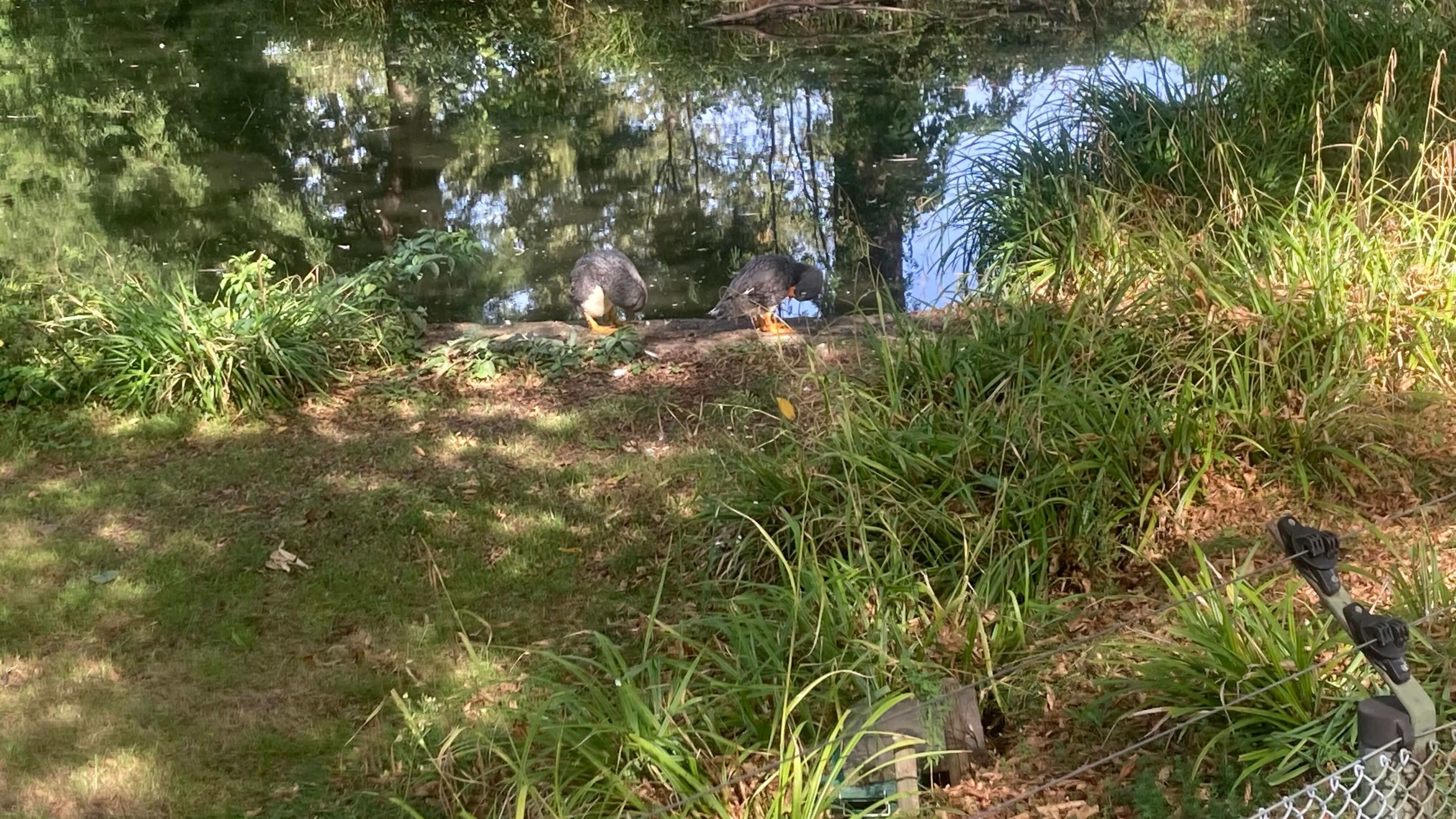 Ducks