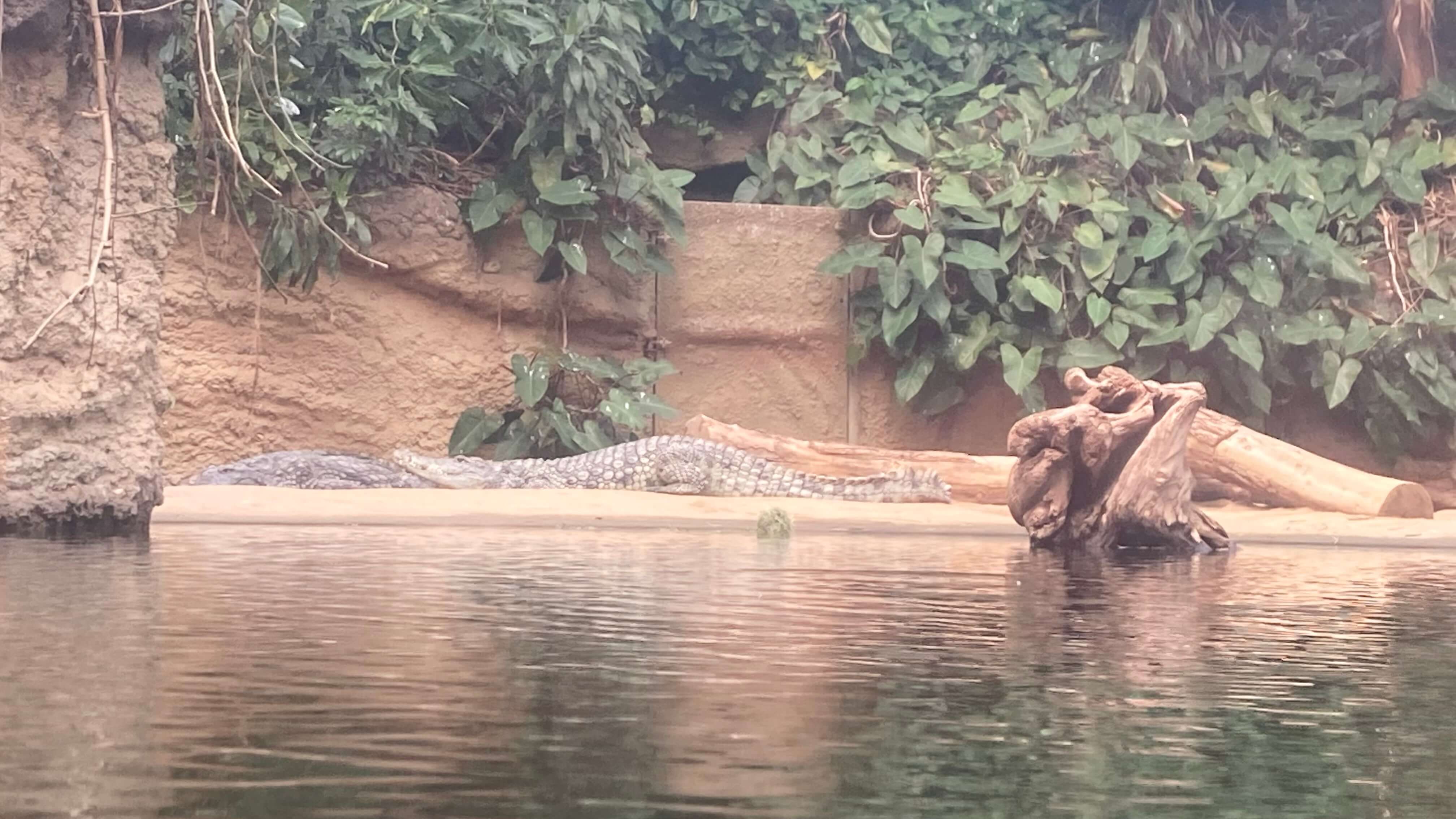Crocodiles