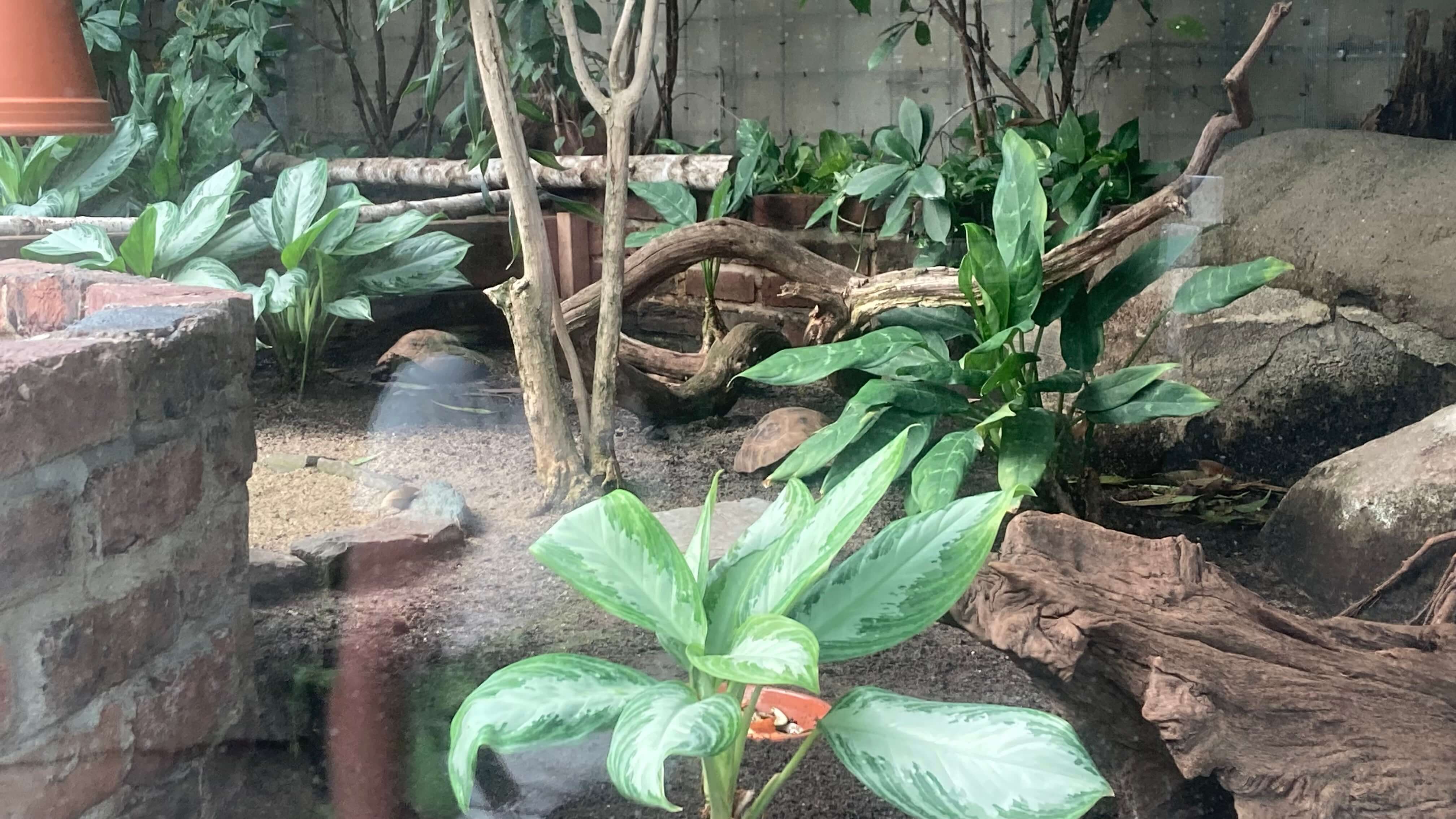Tortoise
