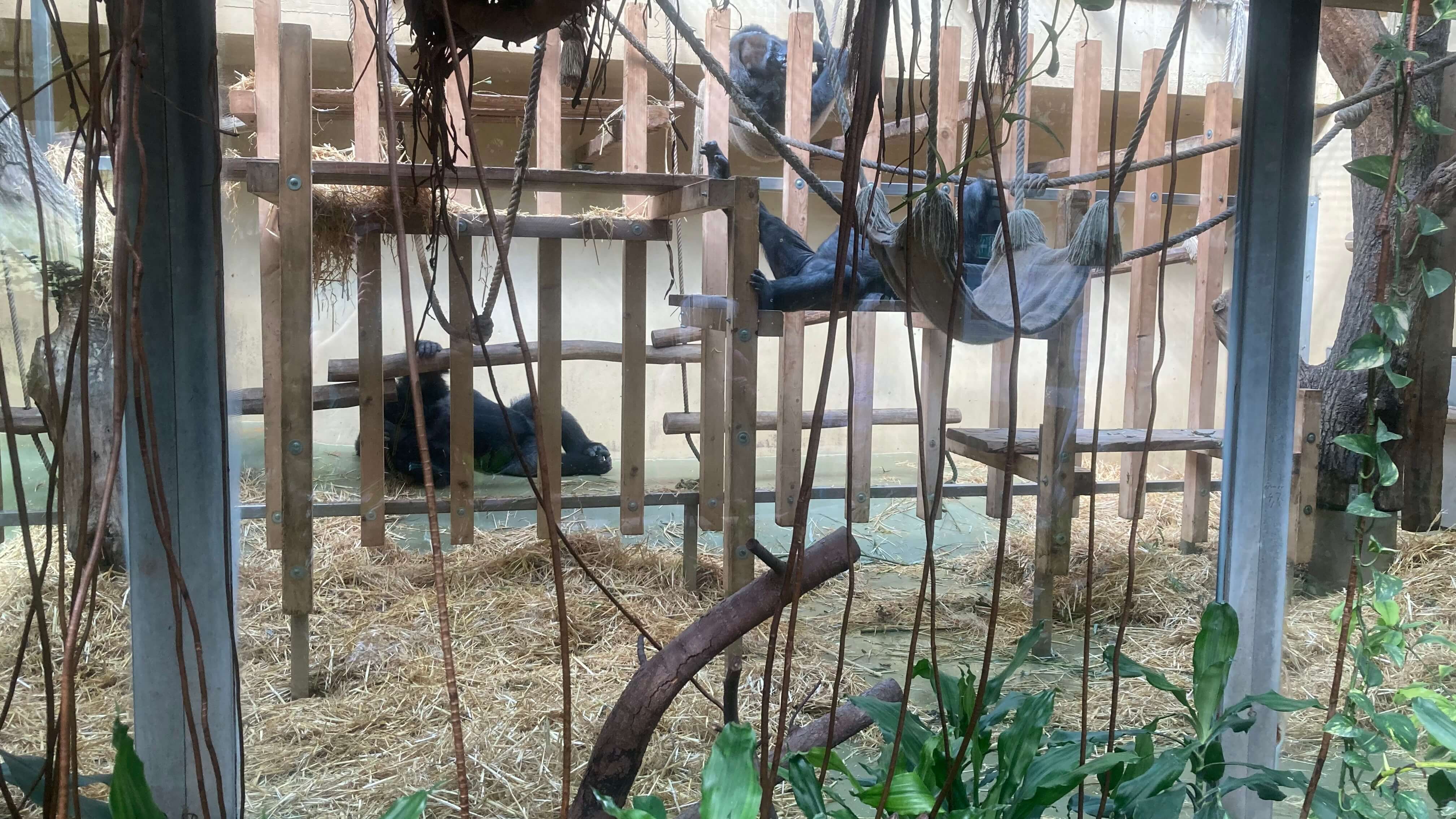 Gorillas