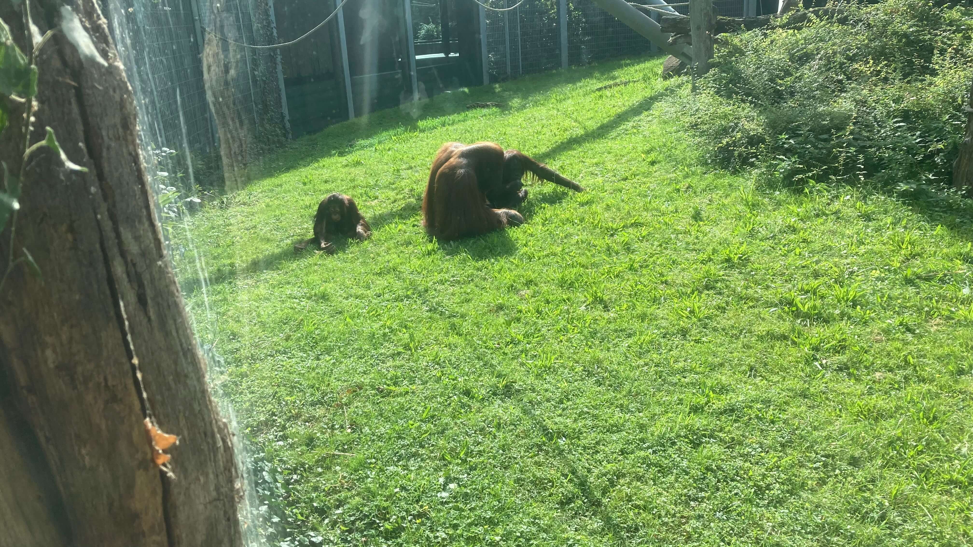 Orangutans
