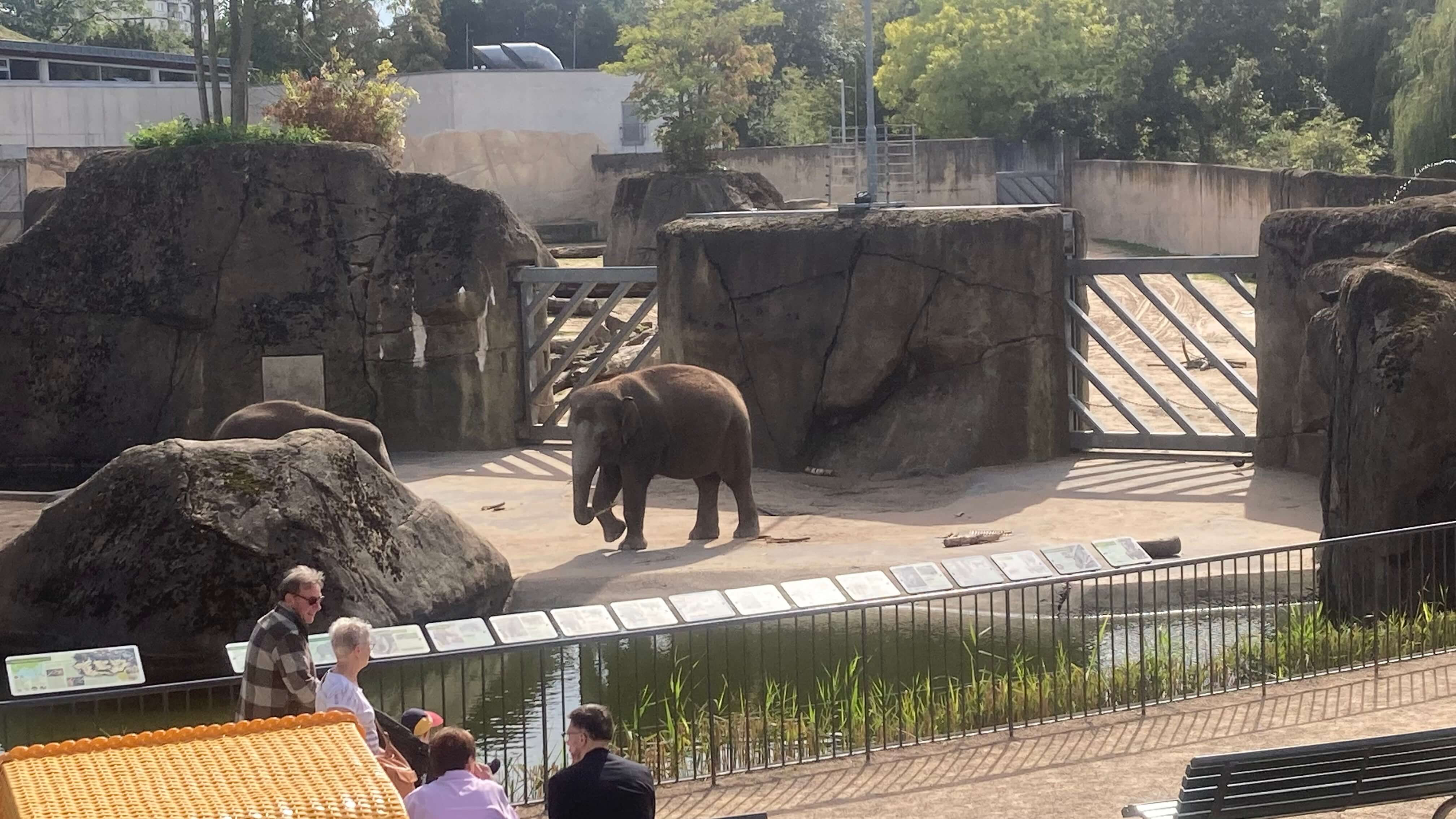 Elephants