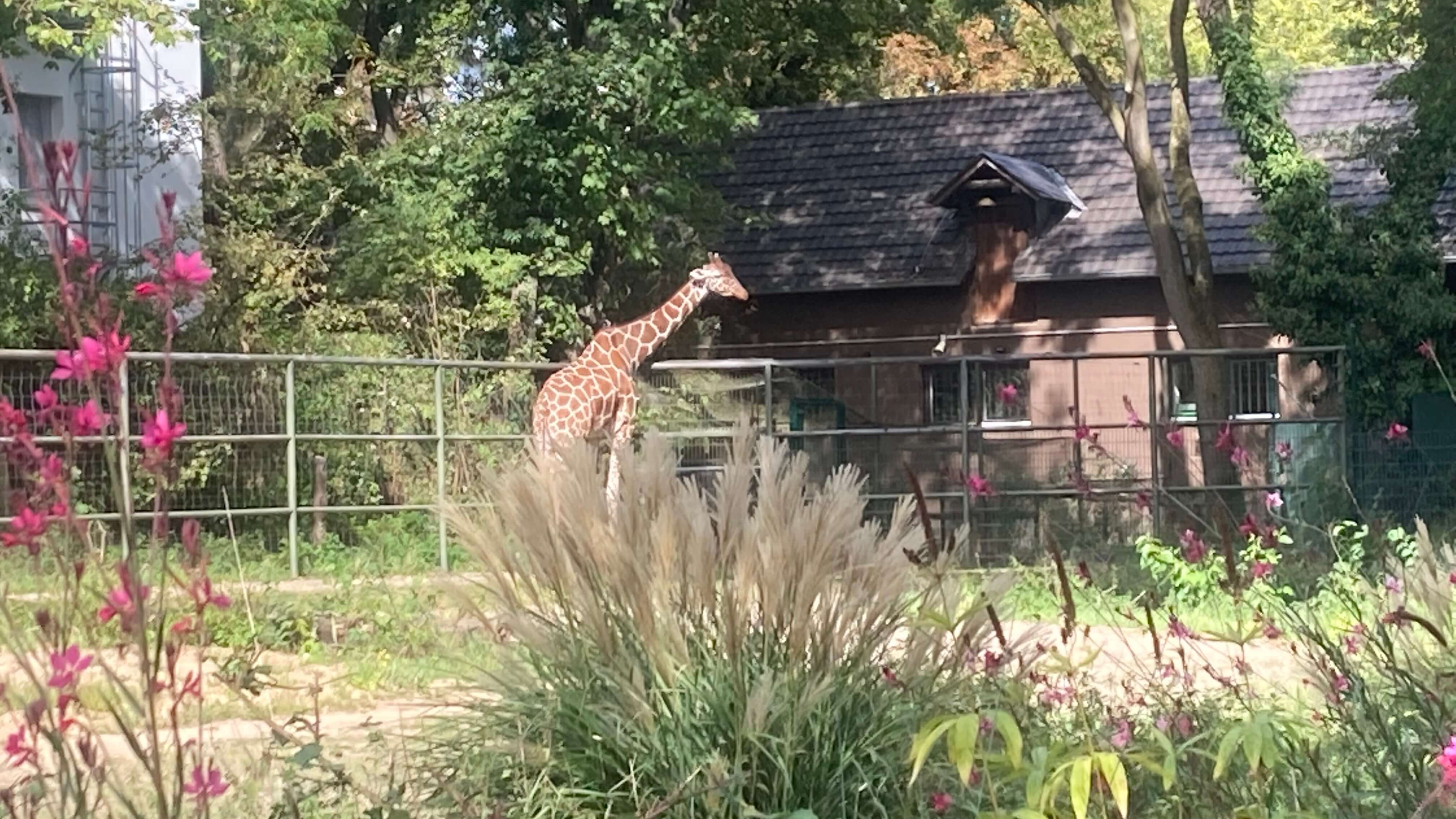 Giraffe