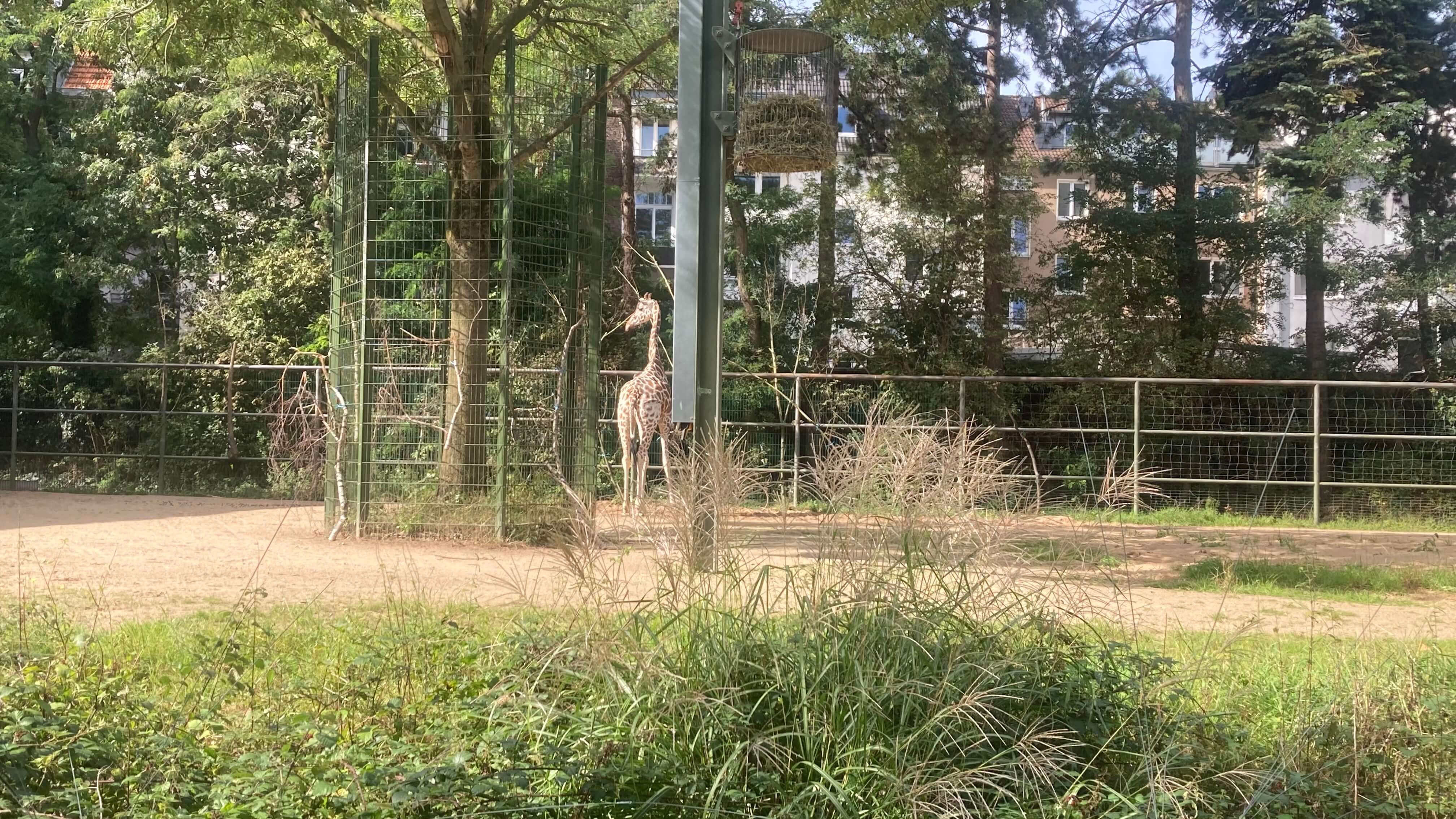 Giraffe