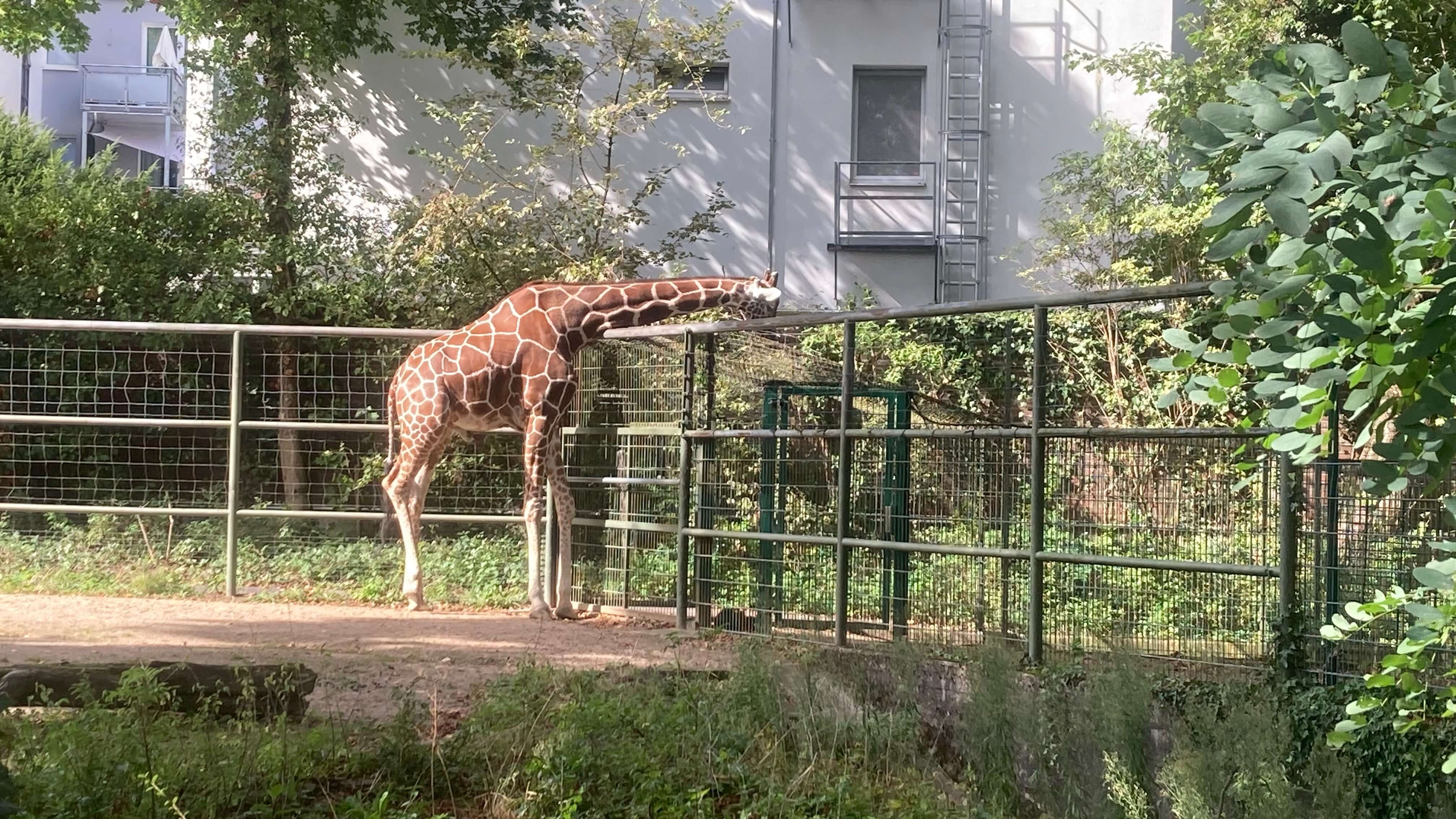 Giraffe