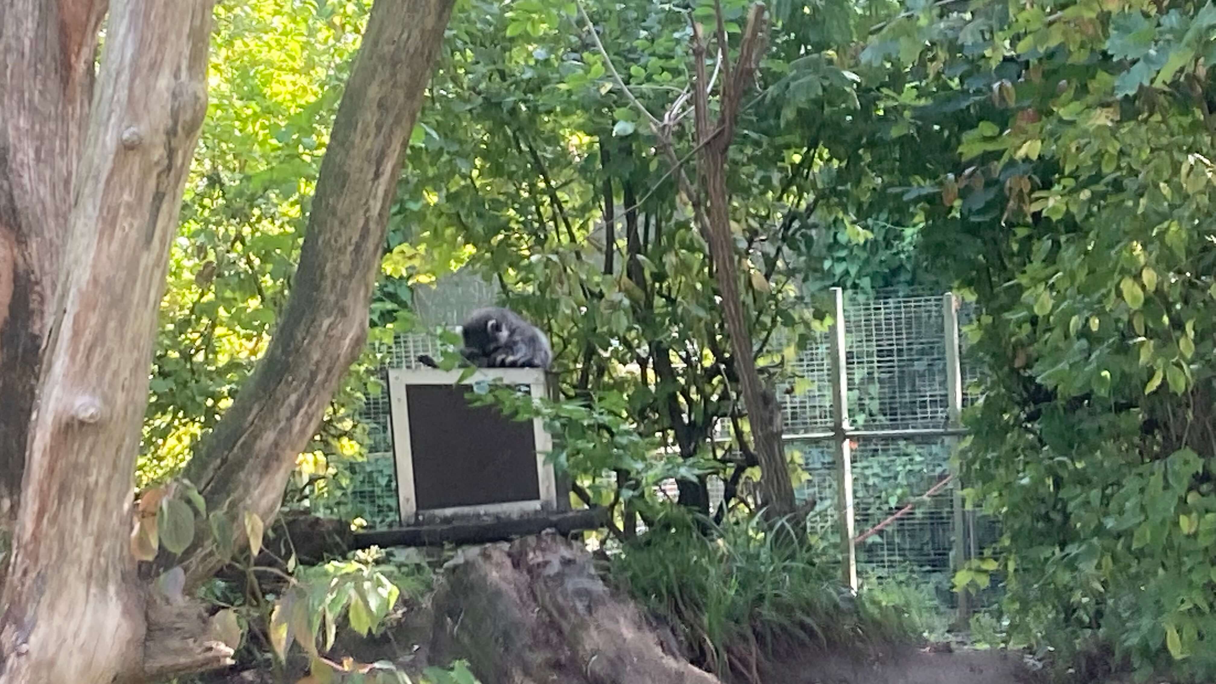 A Raccoon