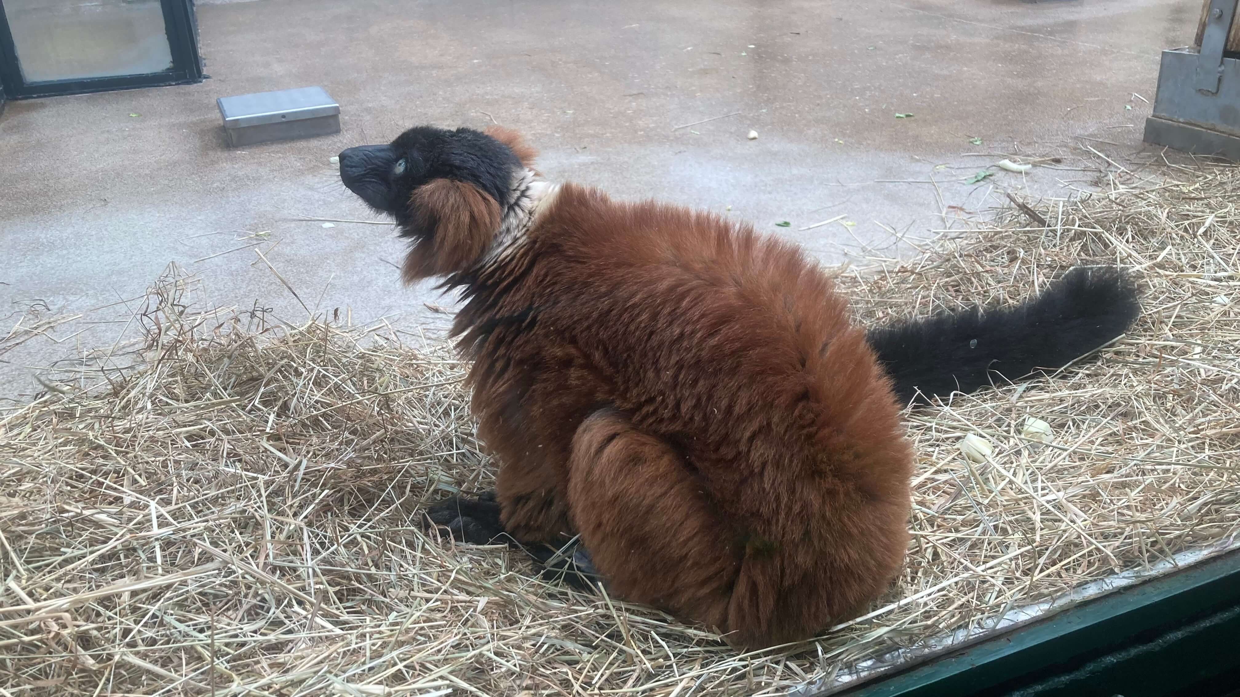 Red ruffed lemur