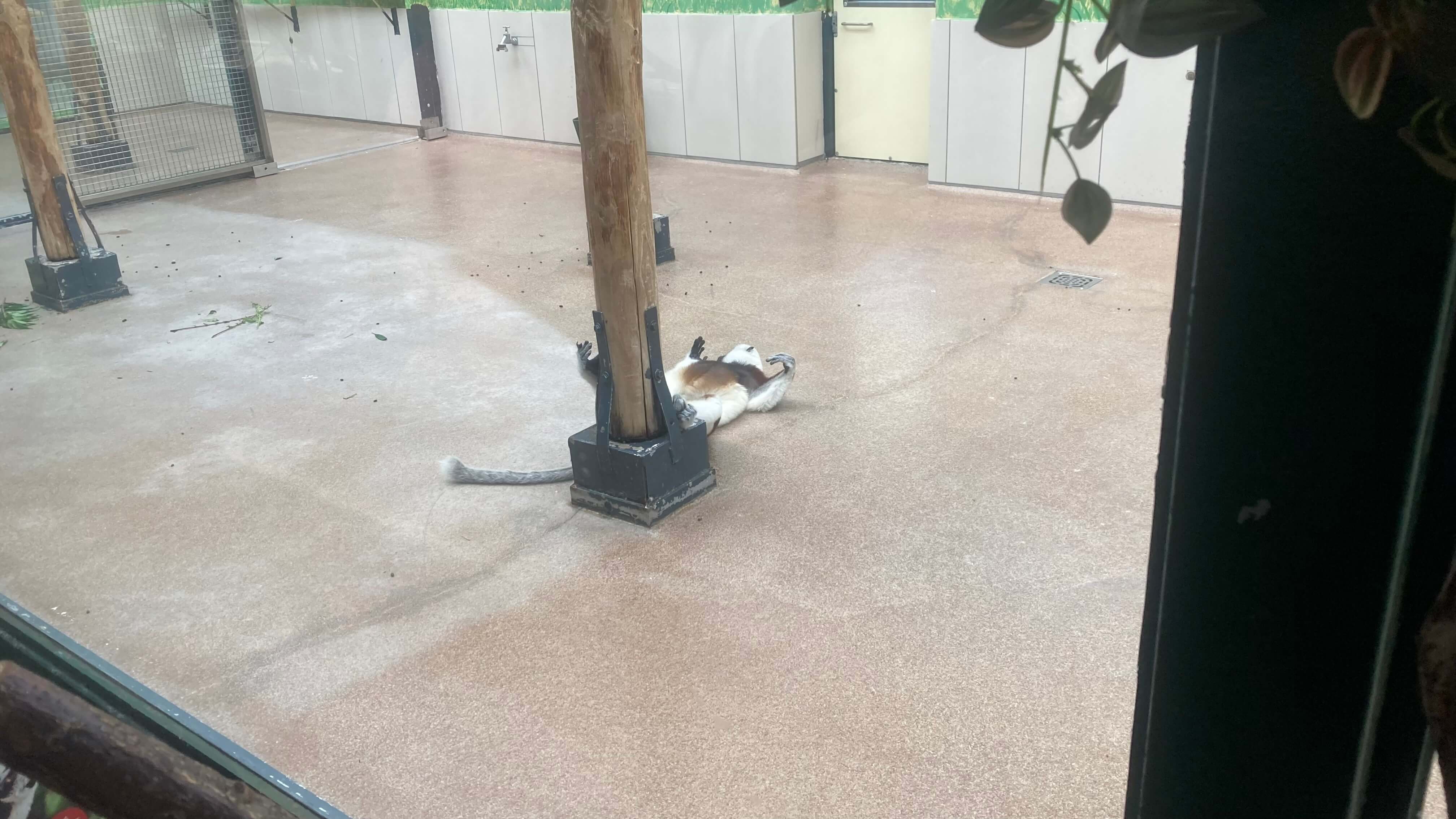 Coquerel's Sifaka