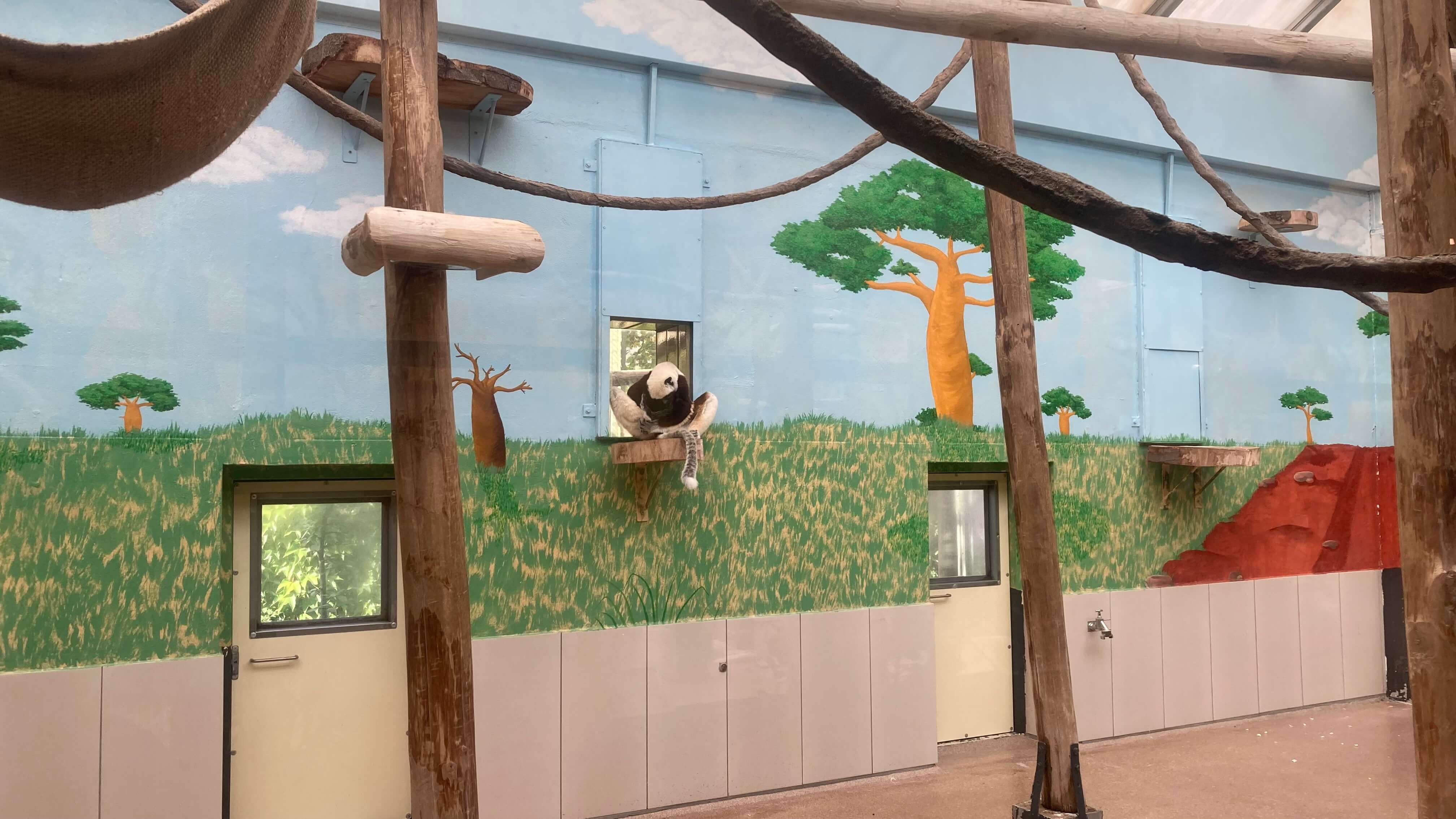 Coquerel's Sifaka