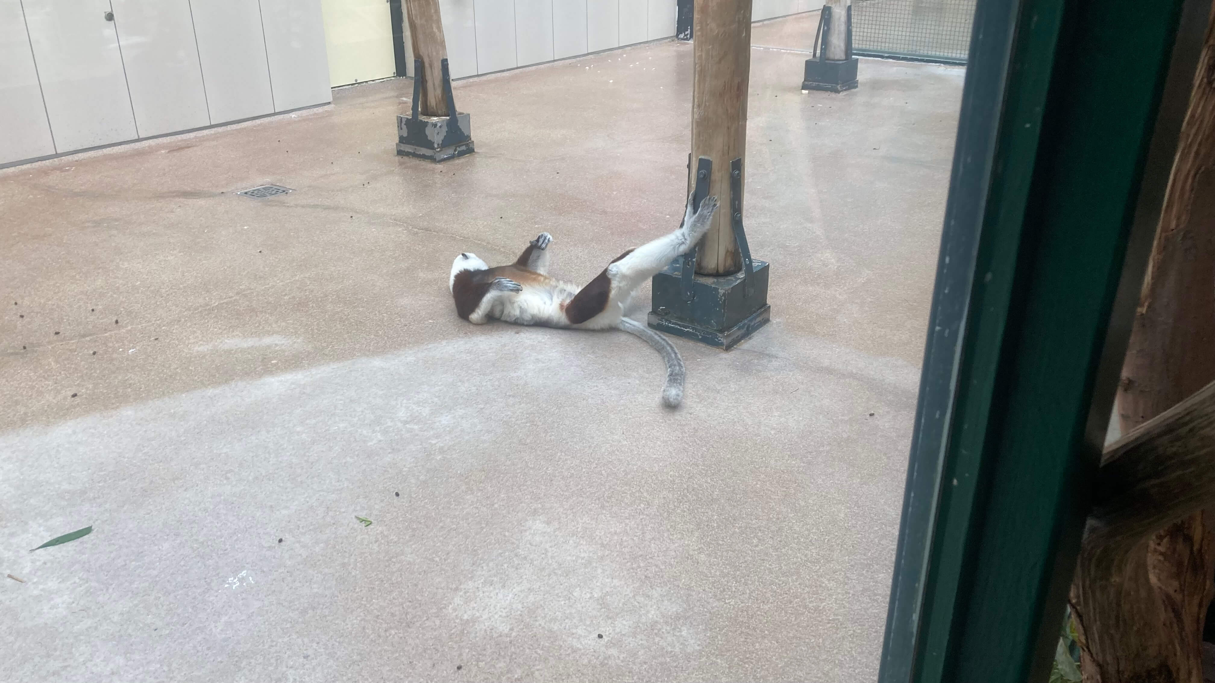 Coquerel's Sifaka
