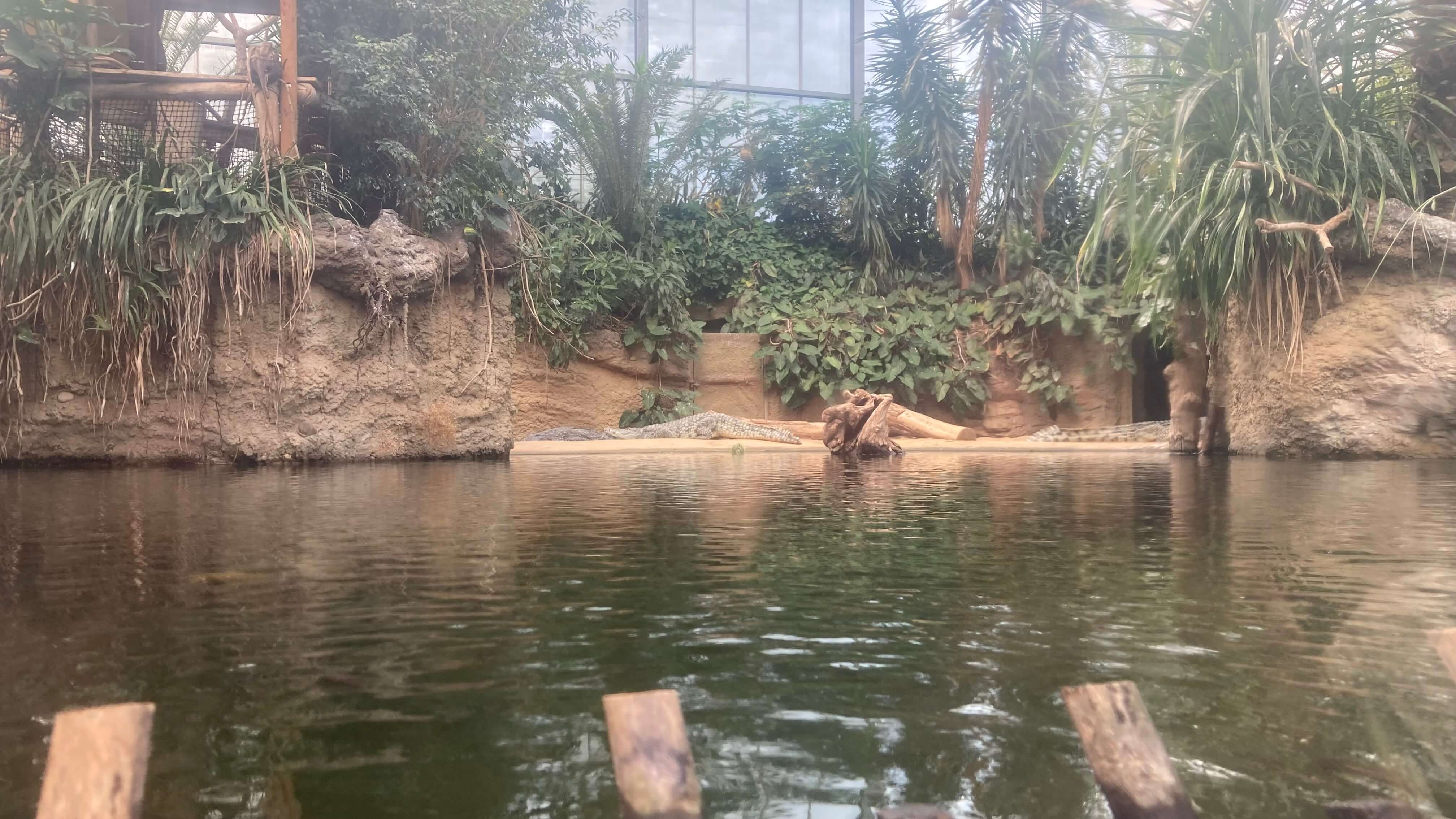Crocodile