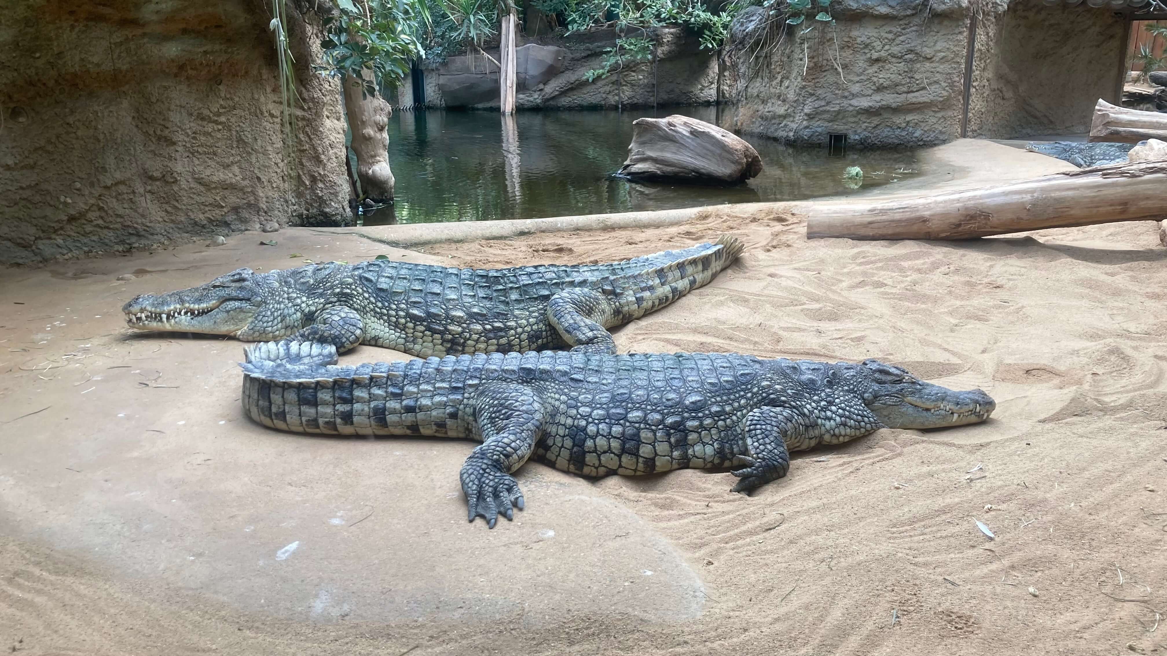 Crocodiles