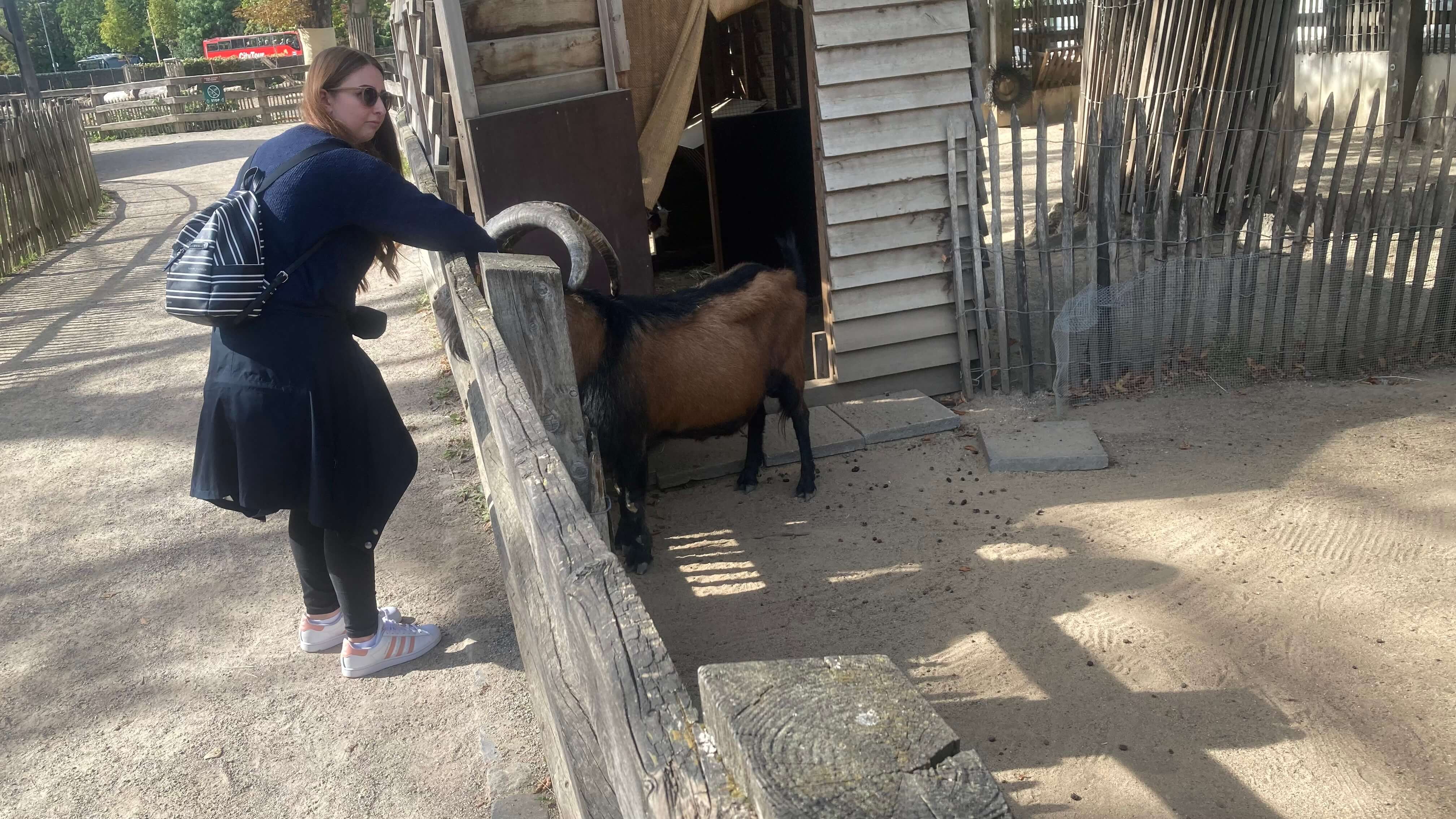 A Goat