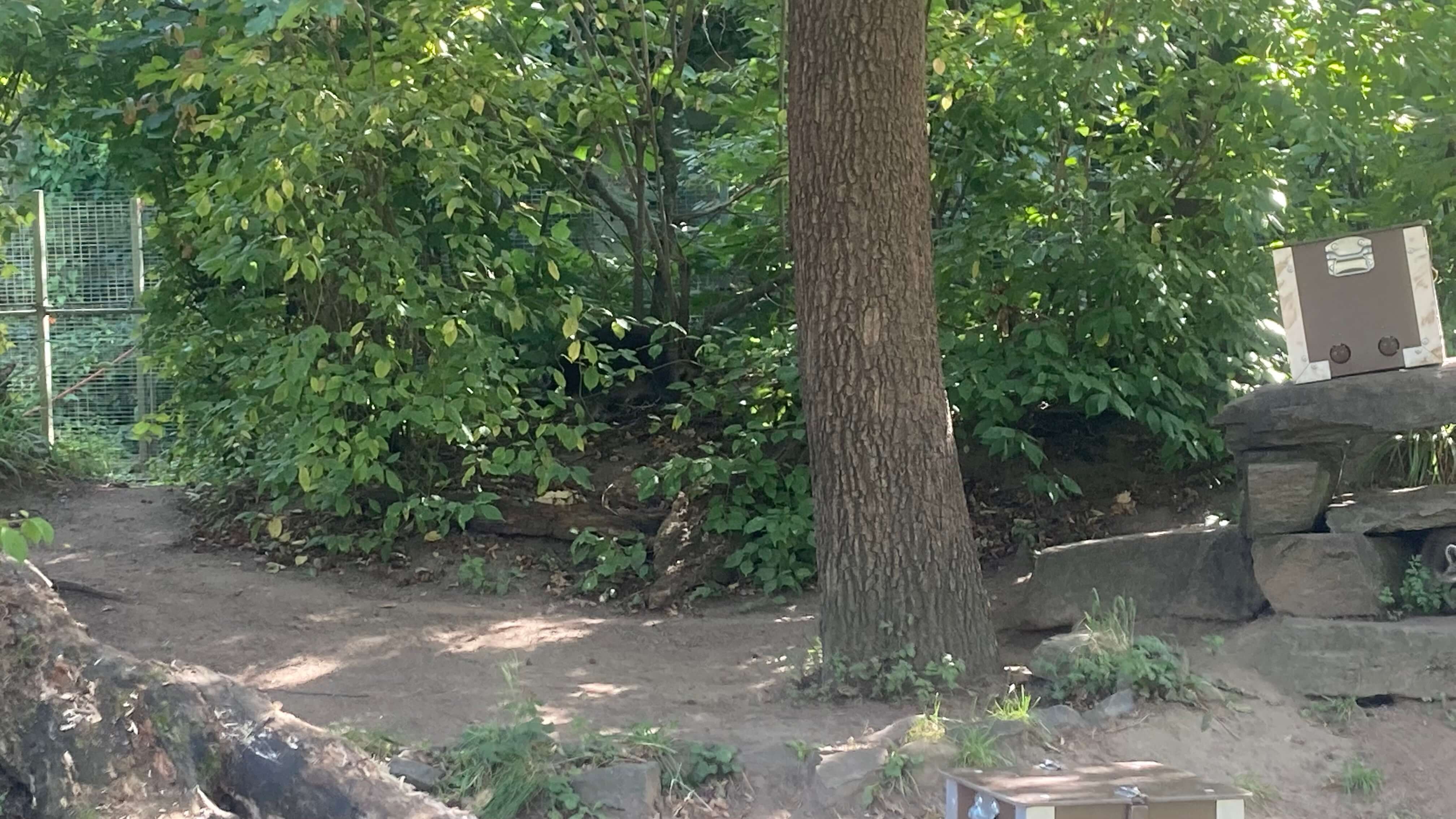 A Raccoon