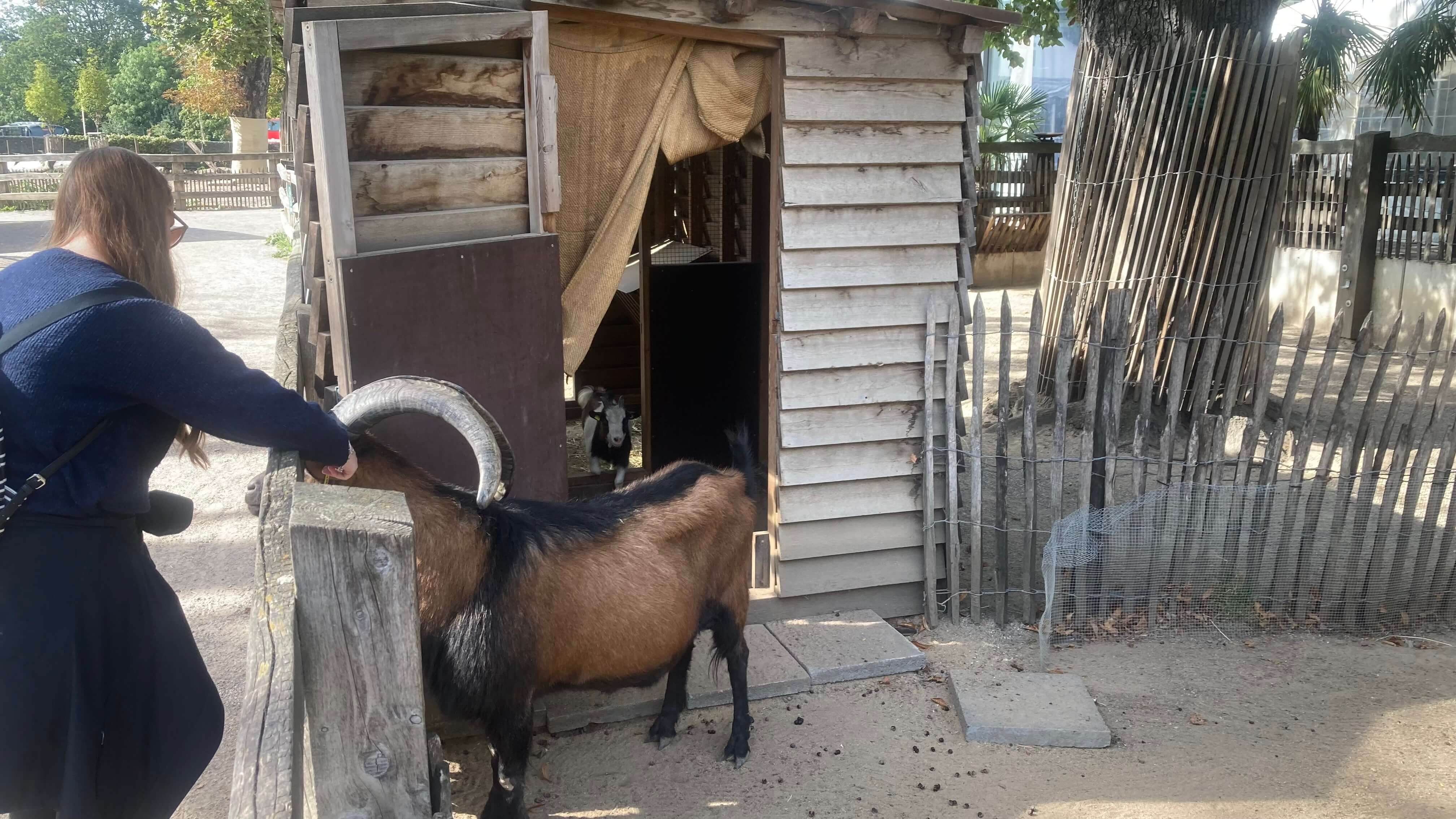 A Goat