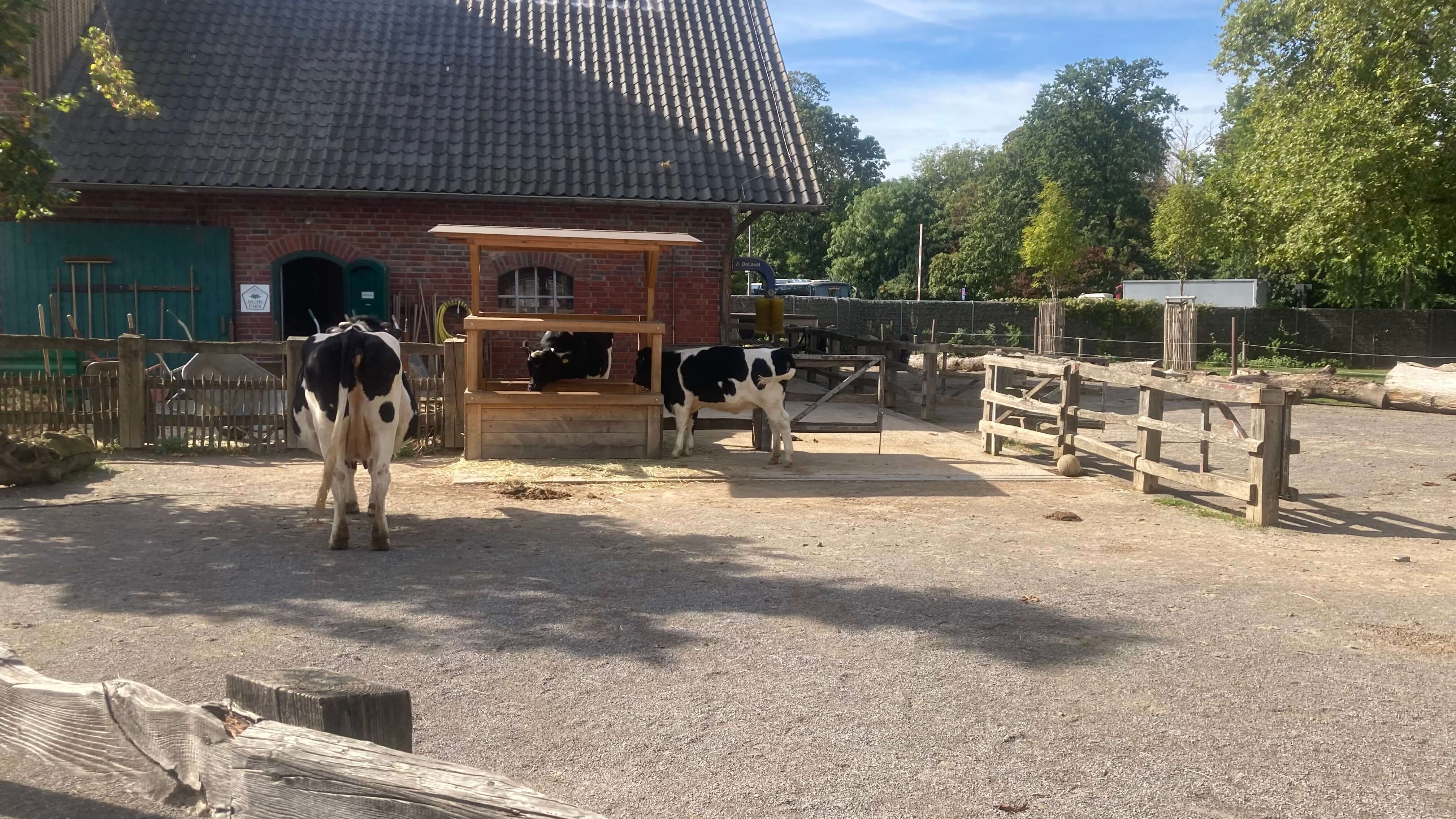 Cows