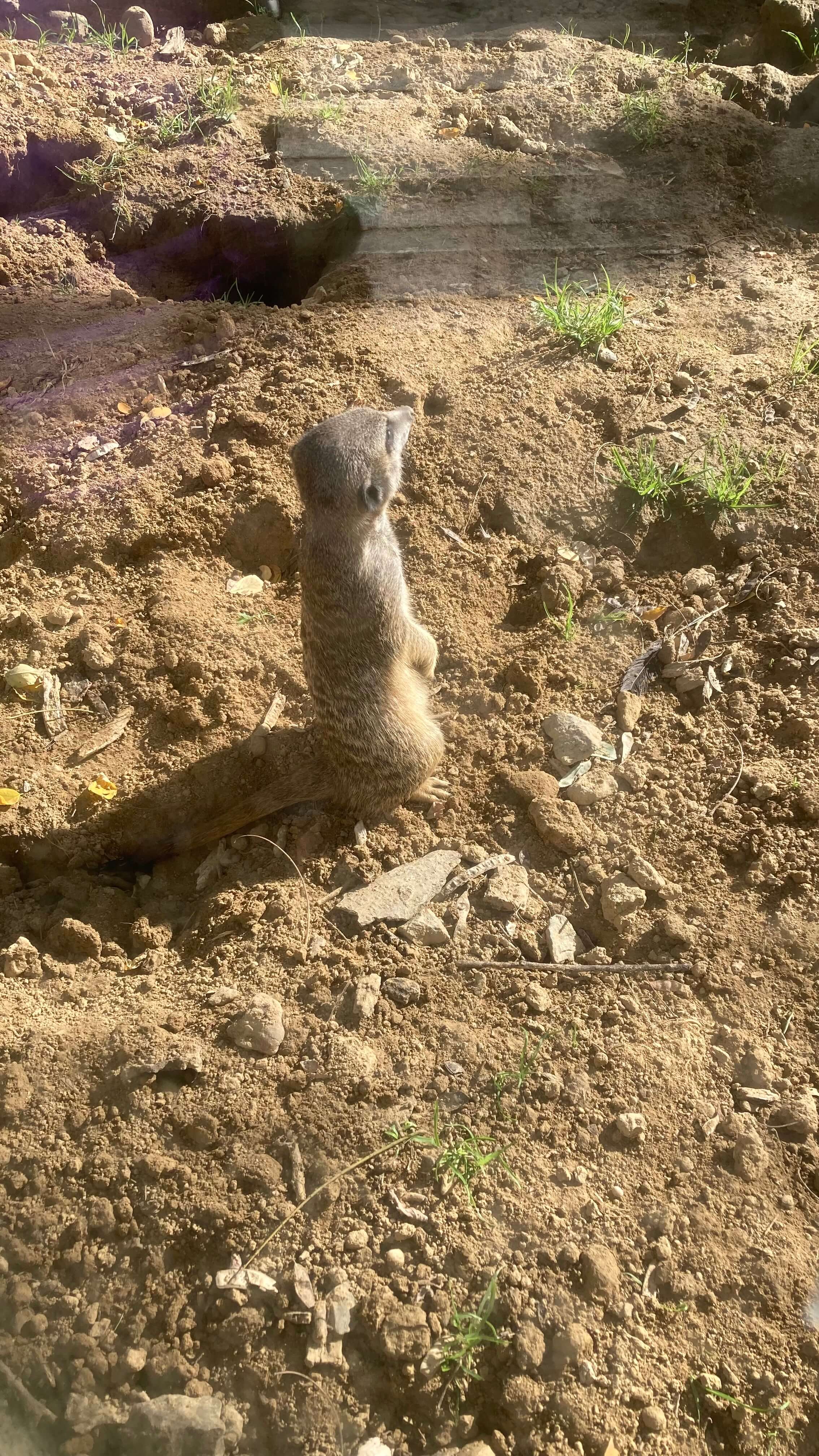 A Meerkat