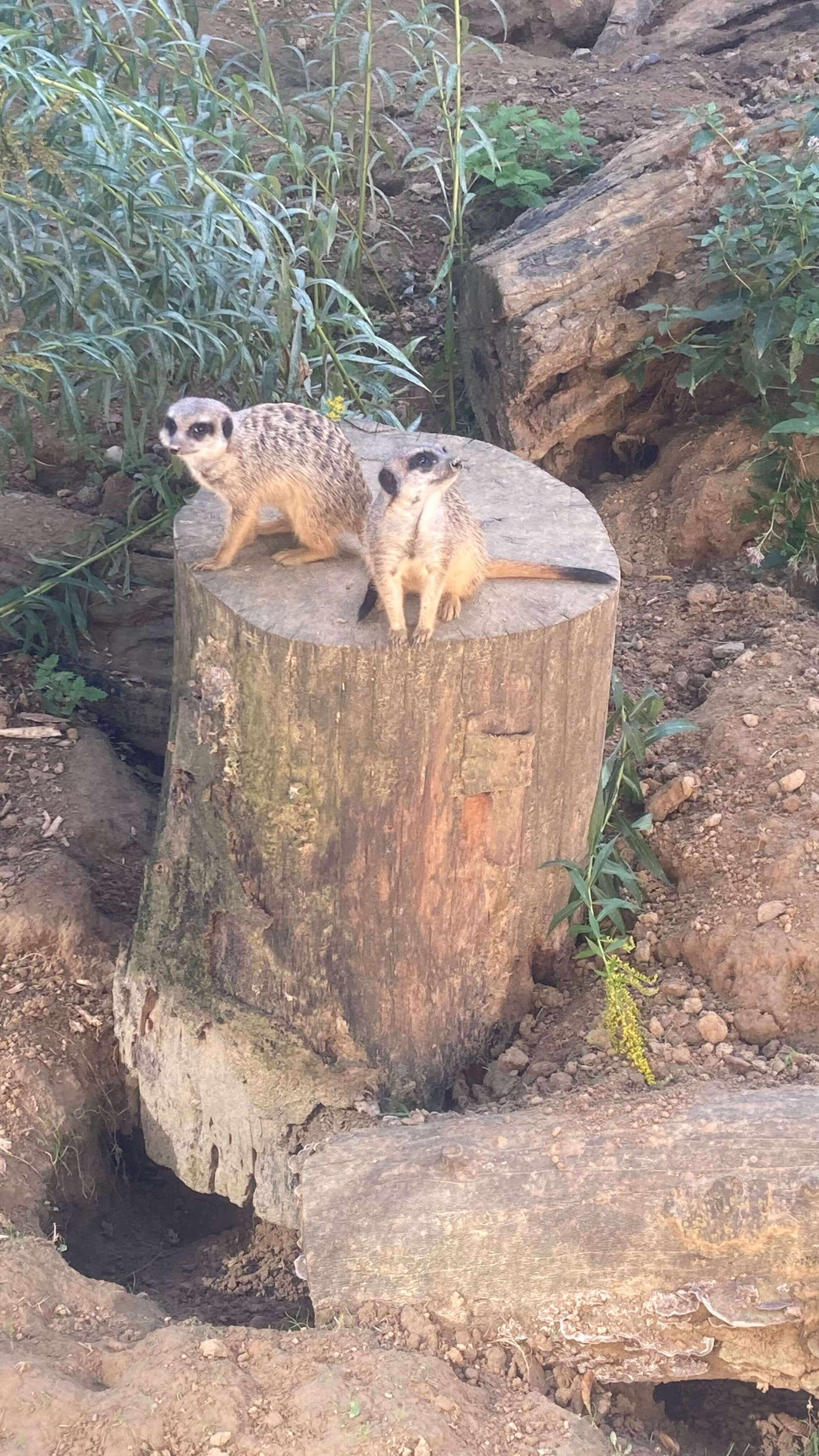 Meerkats