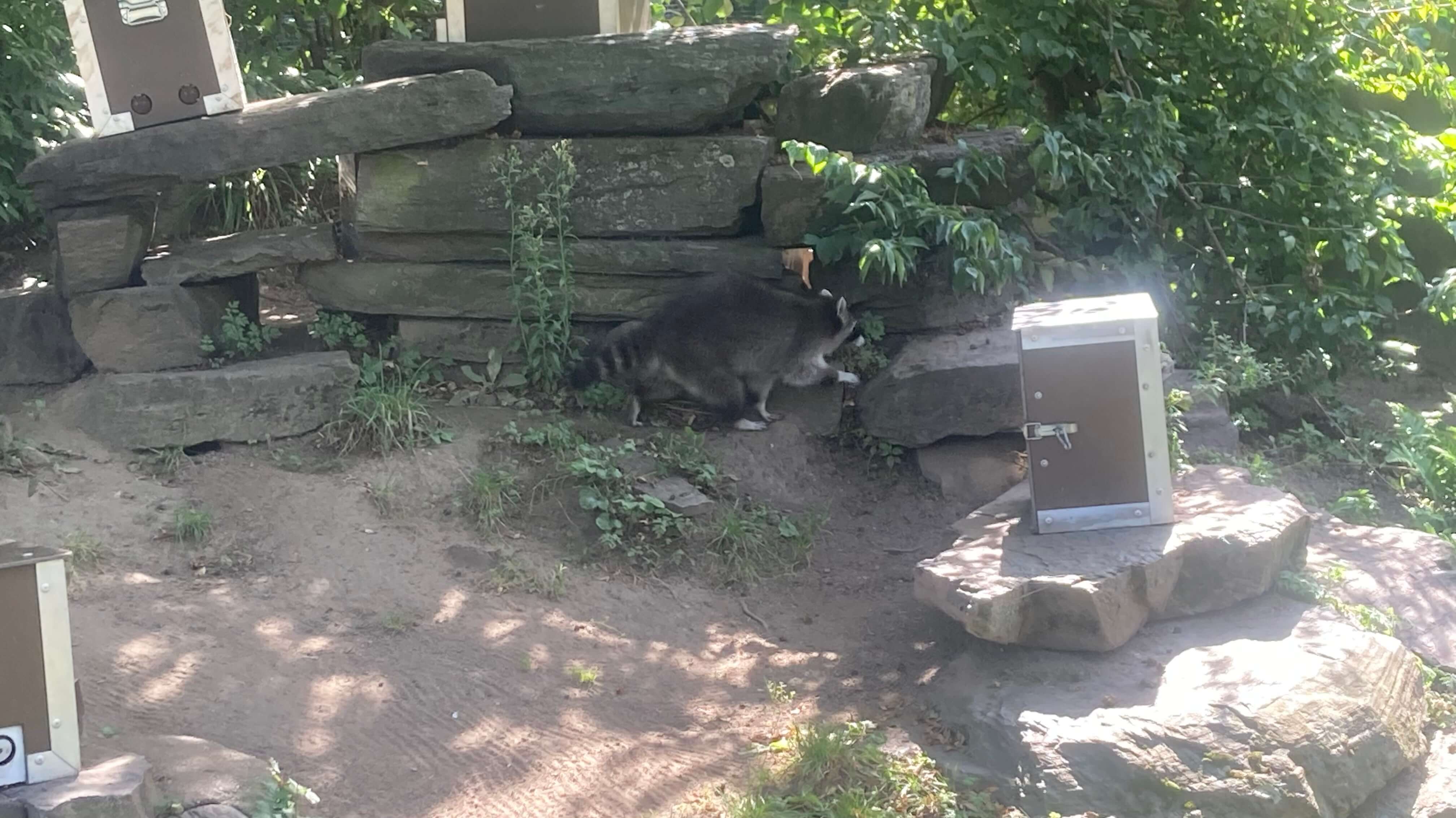 A Raccoon