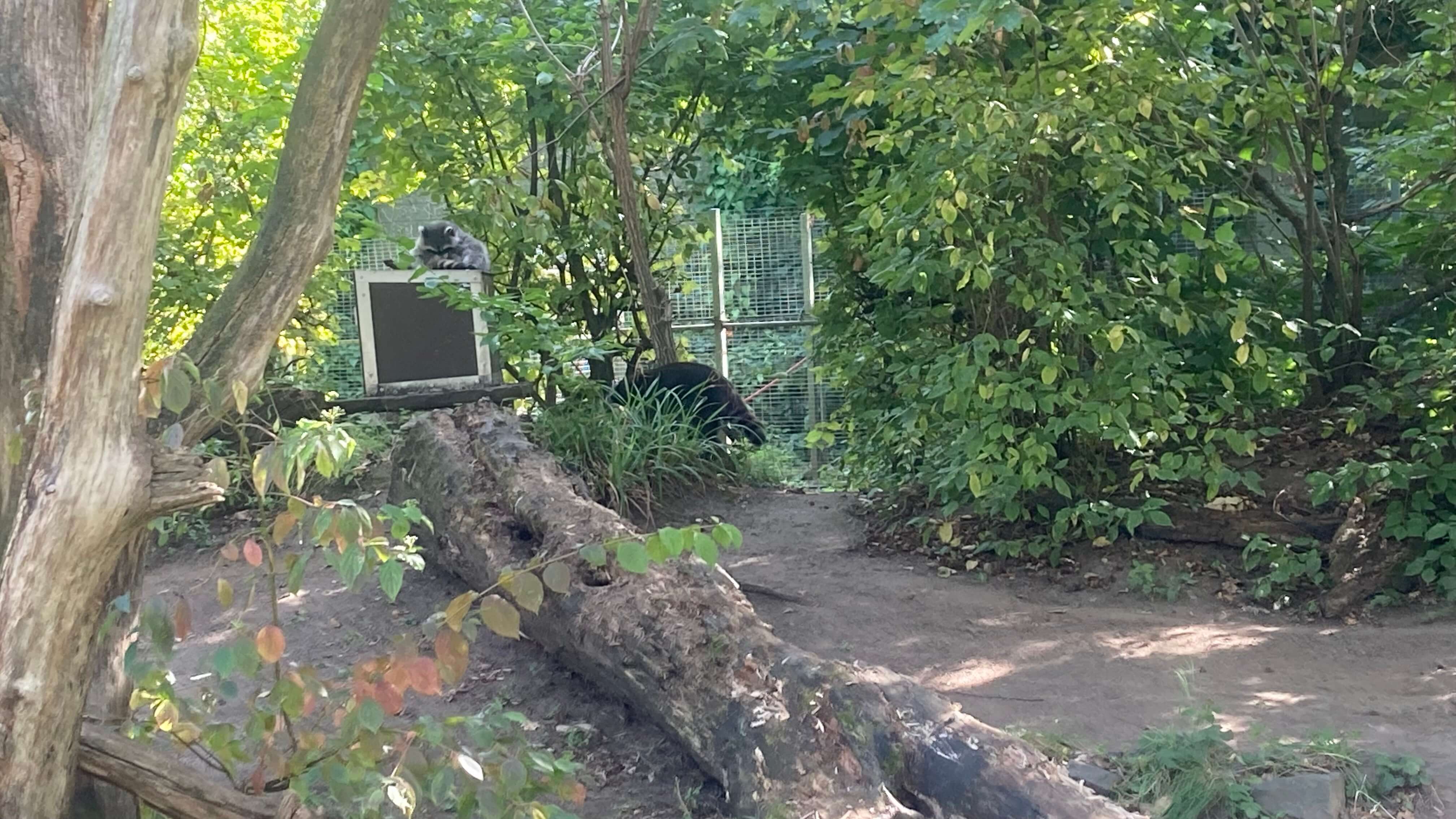 A Raccoon