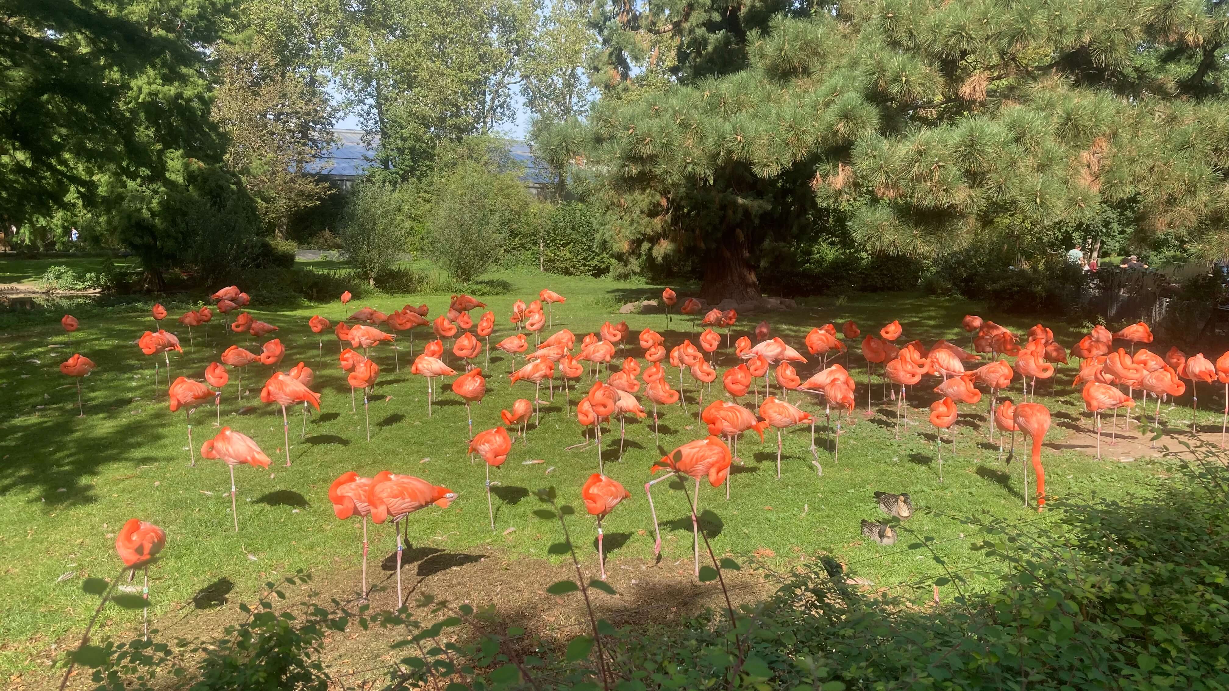 Flamingos