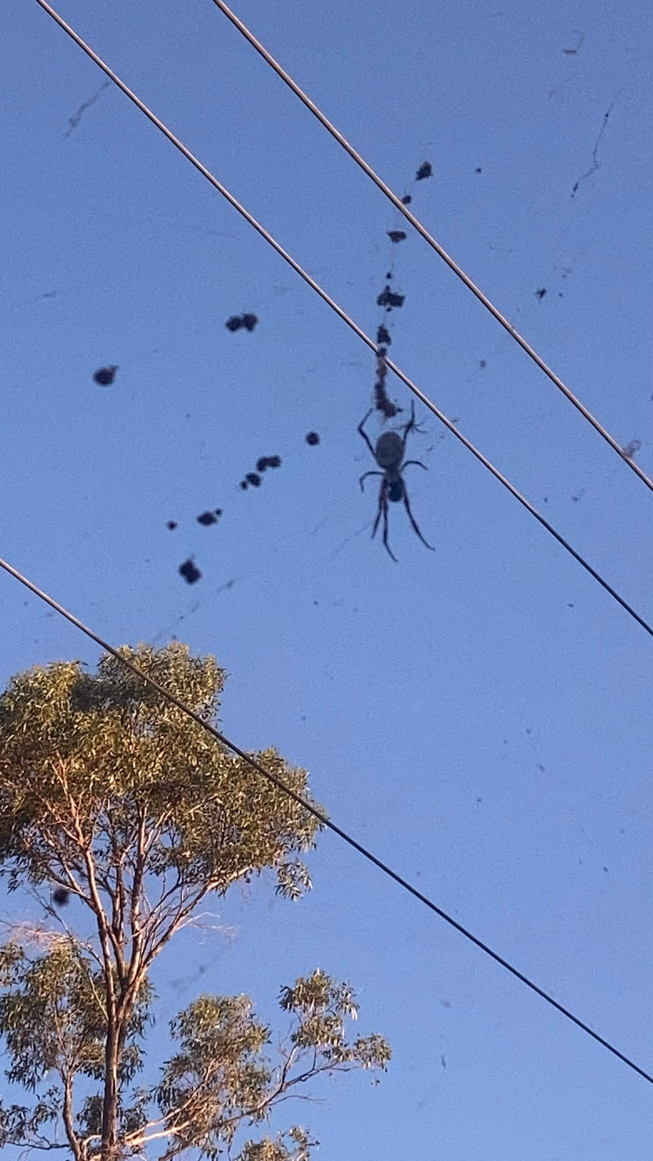 Spider and it's Web