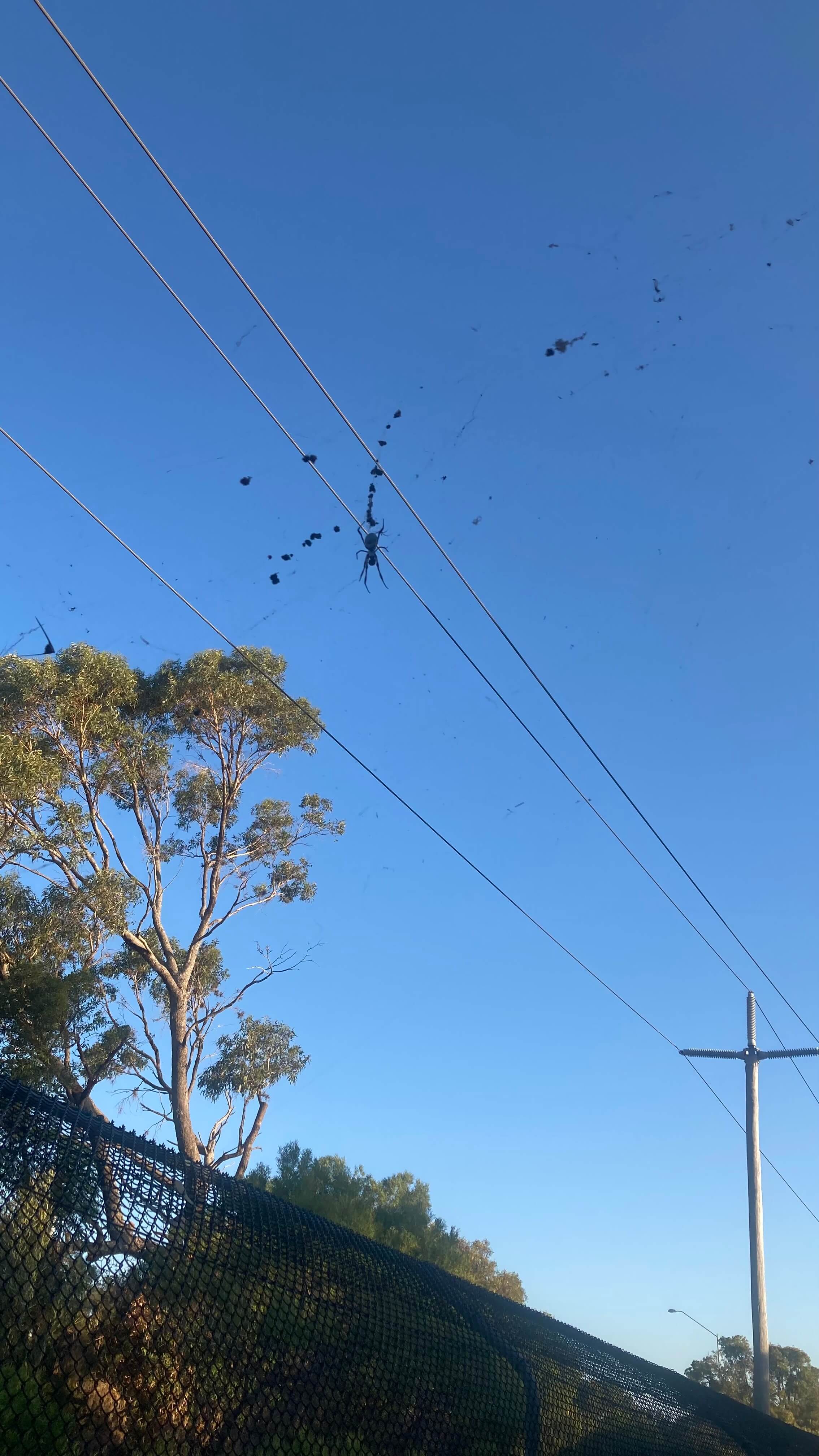 Spider and it's Web
