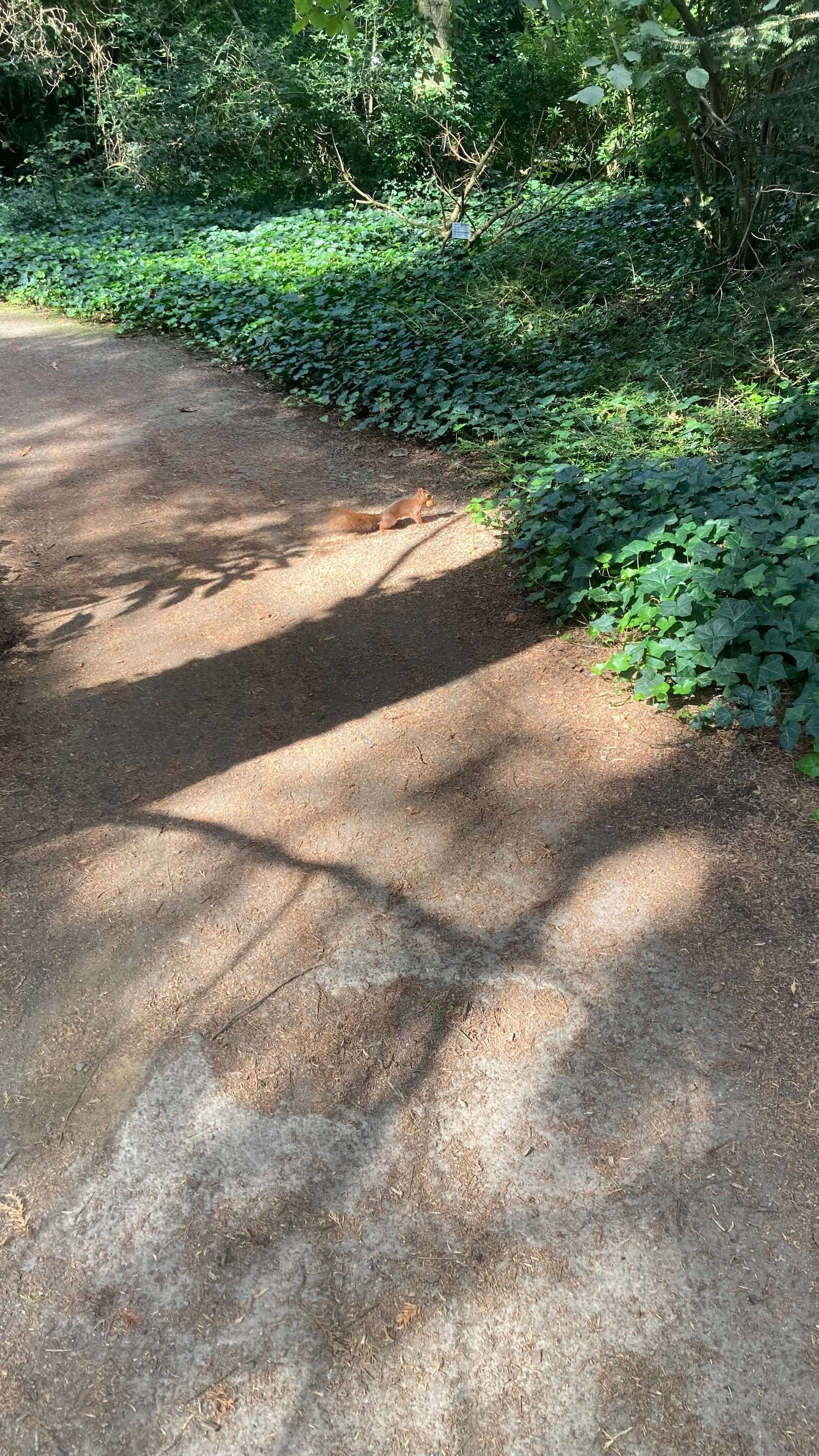 A Squirrel